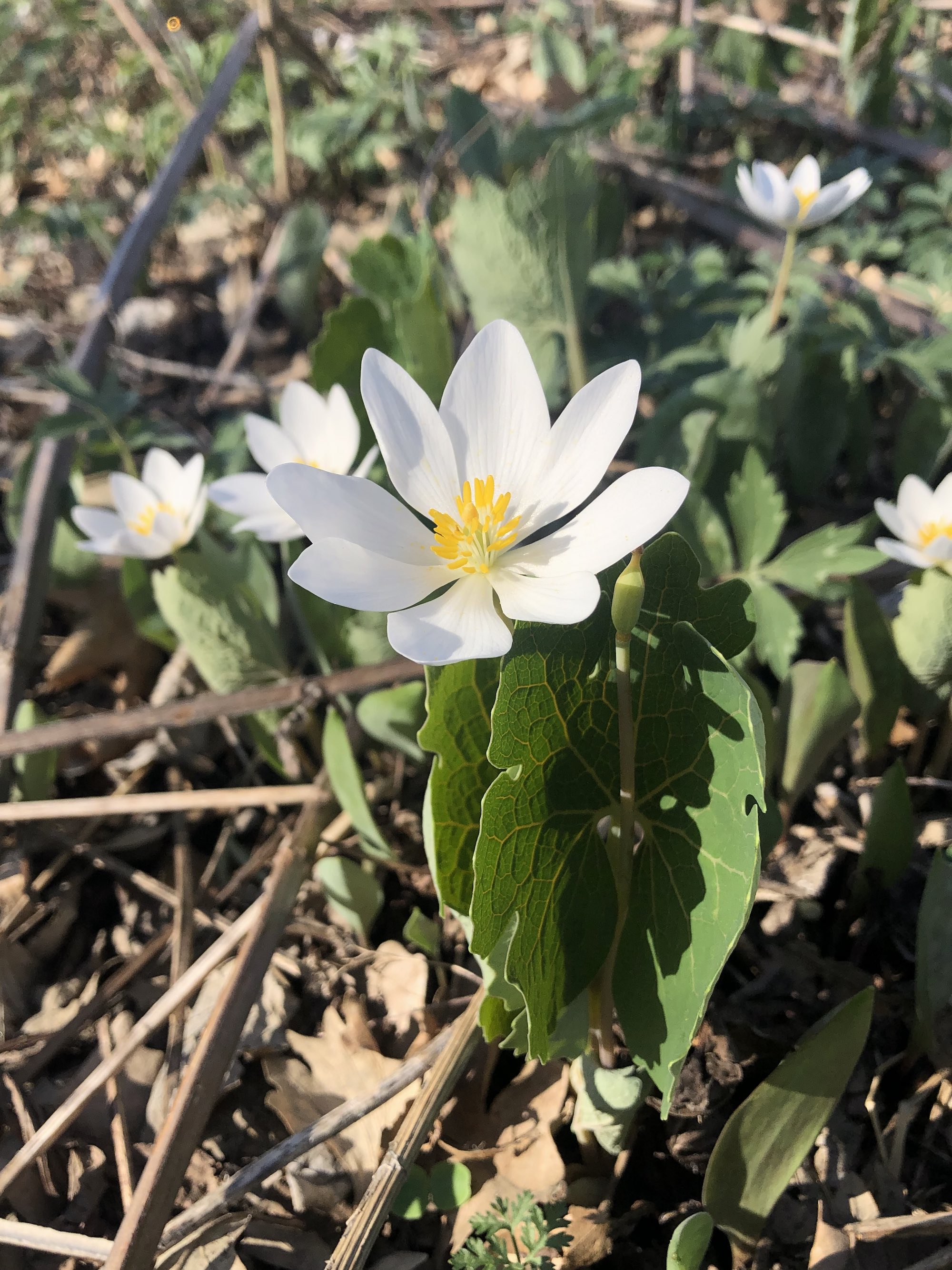 Bloodroot in Oak Savanna by Council Ring in Madison, Wisconsin on April 15, 2023.