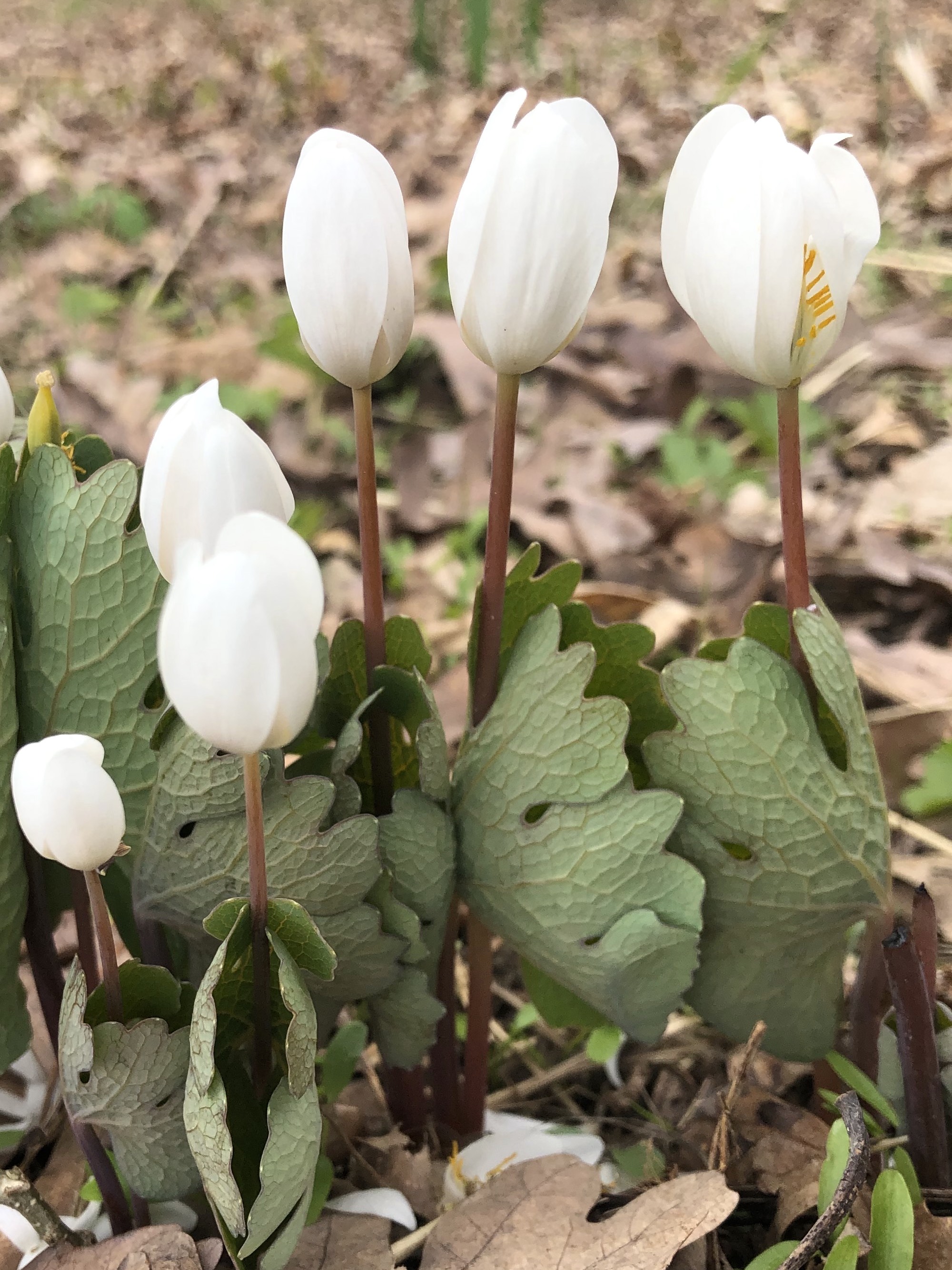 Bloodroot in Nakoma Park woods in Madison, Wisconsin on April 21, 2021.