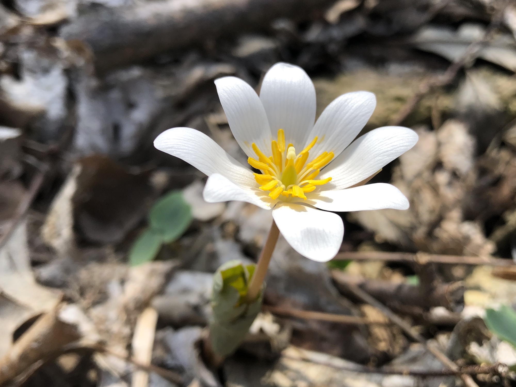 Bloodroot in Oak Savanna by Council Ring in Madison, Wisconsin on April 7, 2020.