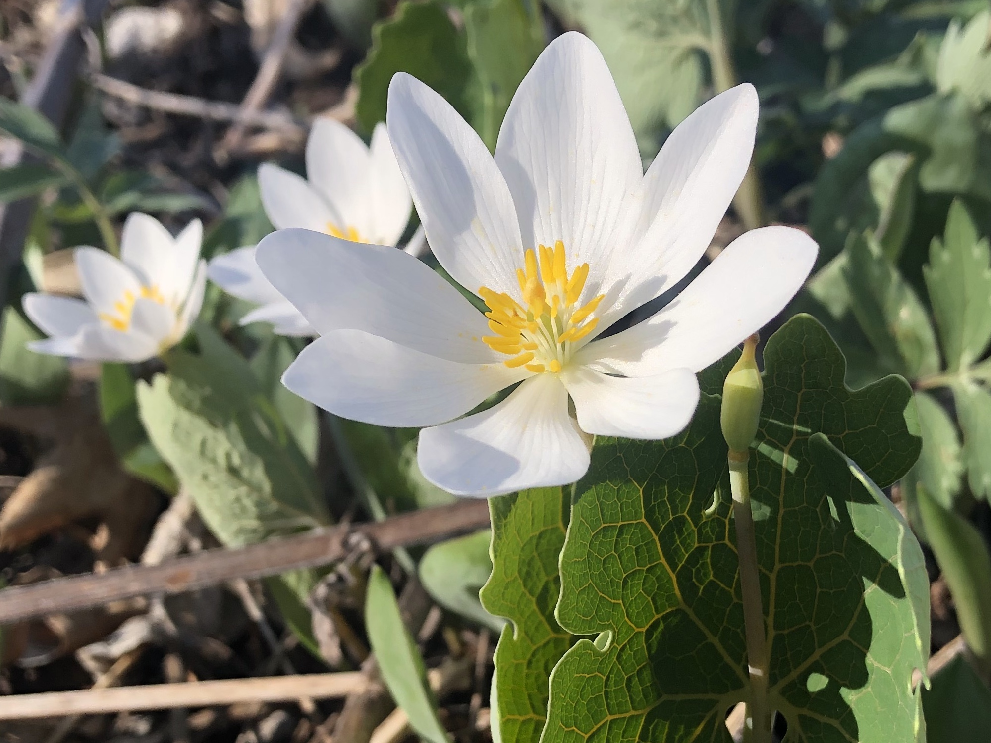 Bloodroot photo taken on April 15, 2023 in Madison, Wisconsin near Council Ring.