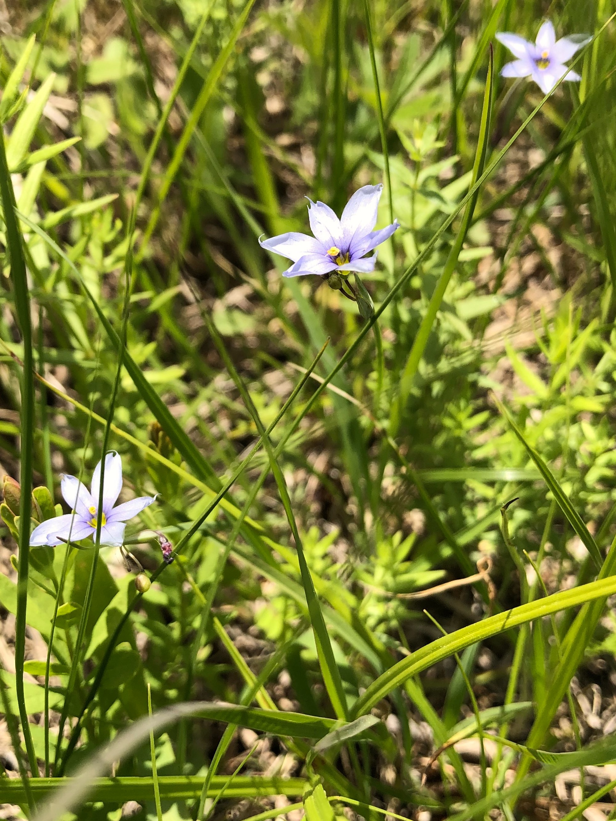 Blue-eyed Grass in UW Arboretum's Greene Prairie in Madison, Wisconsin on June 1, 2021.