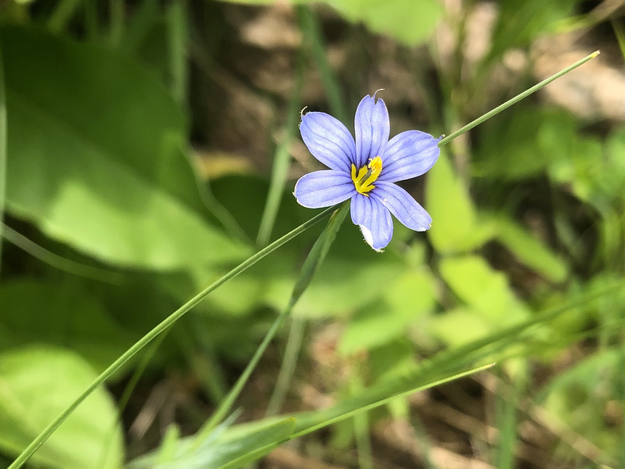 Blue-eyed Grass by UW Arbortetum Visitors Center in Madison, Wisconsin on May 25, 2021.