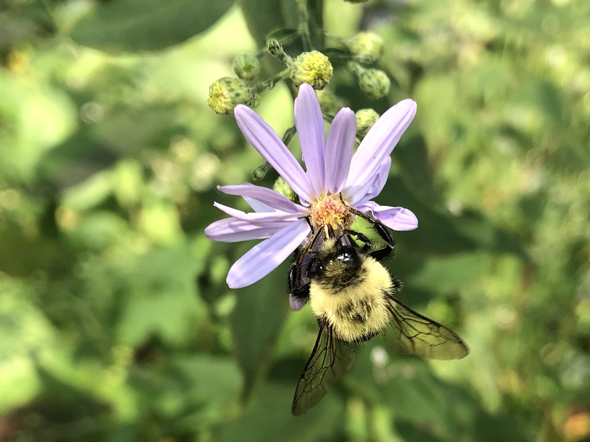 Bumblebee on Aster in Nakoma Park on September 10, 2021.