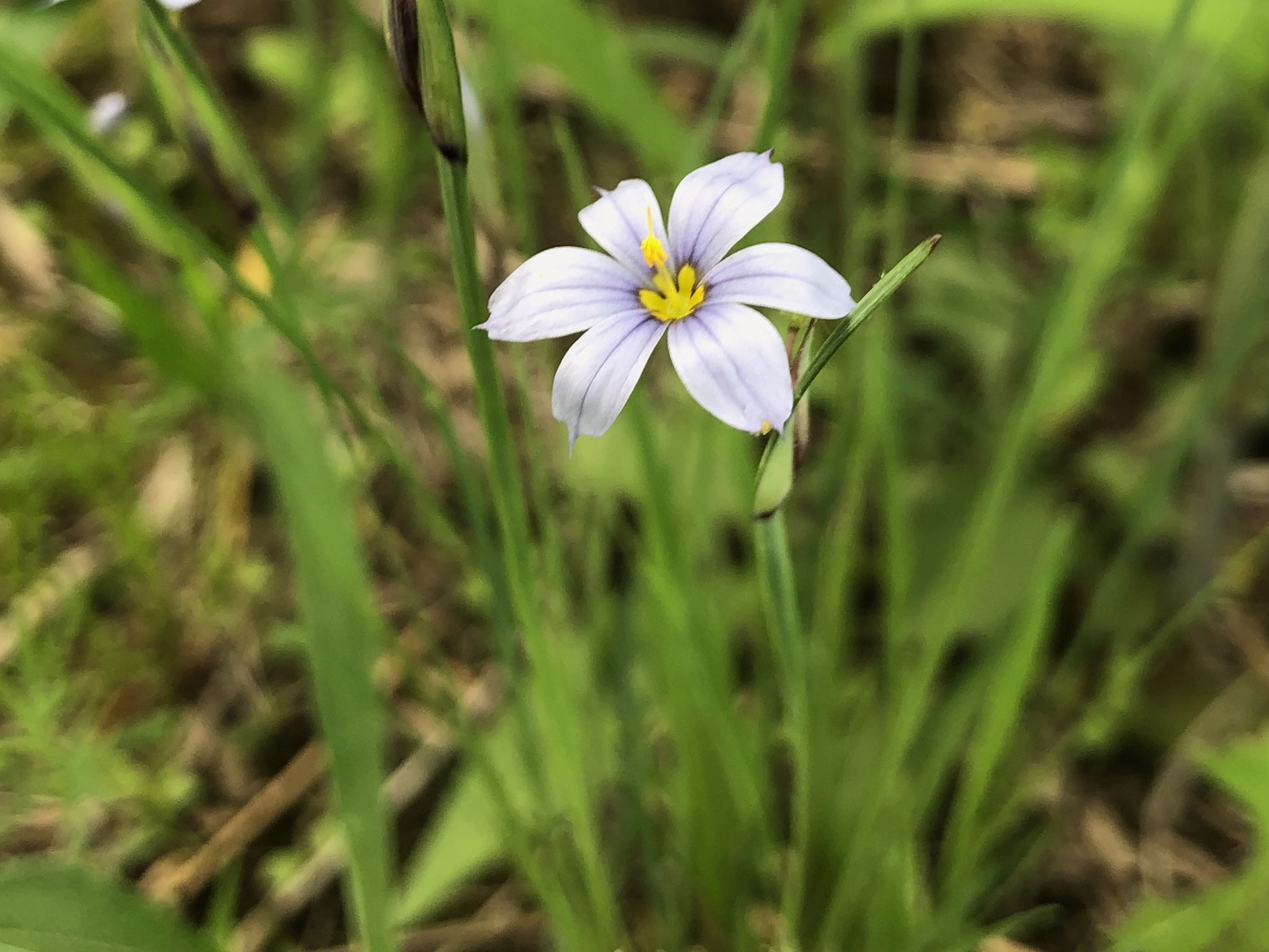 Blue-eyed Grass in UW Arbortetum-Madison Curtis Prairie in Madison, Wisconsin on May 30, 2022.