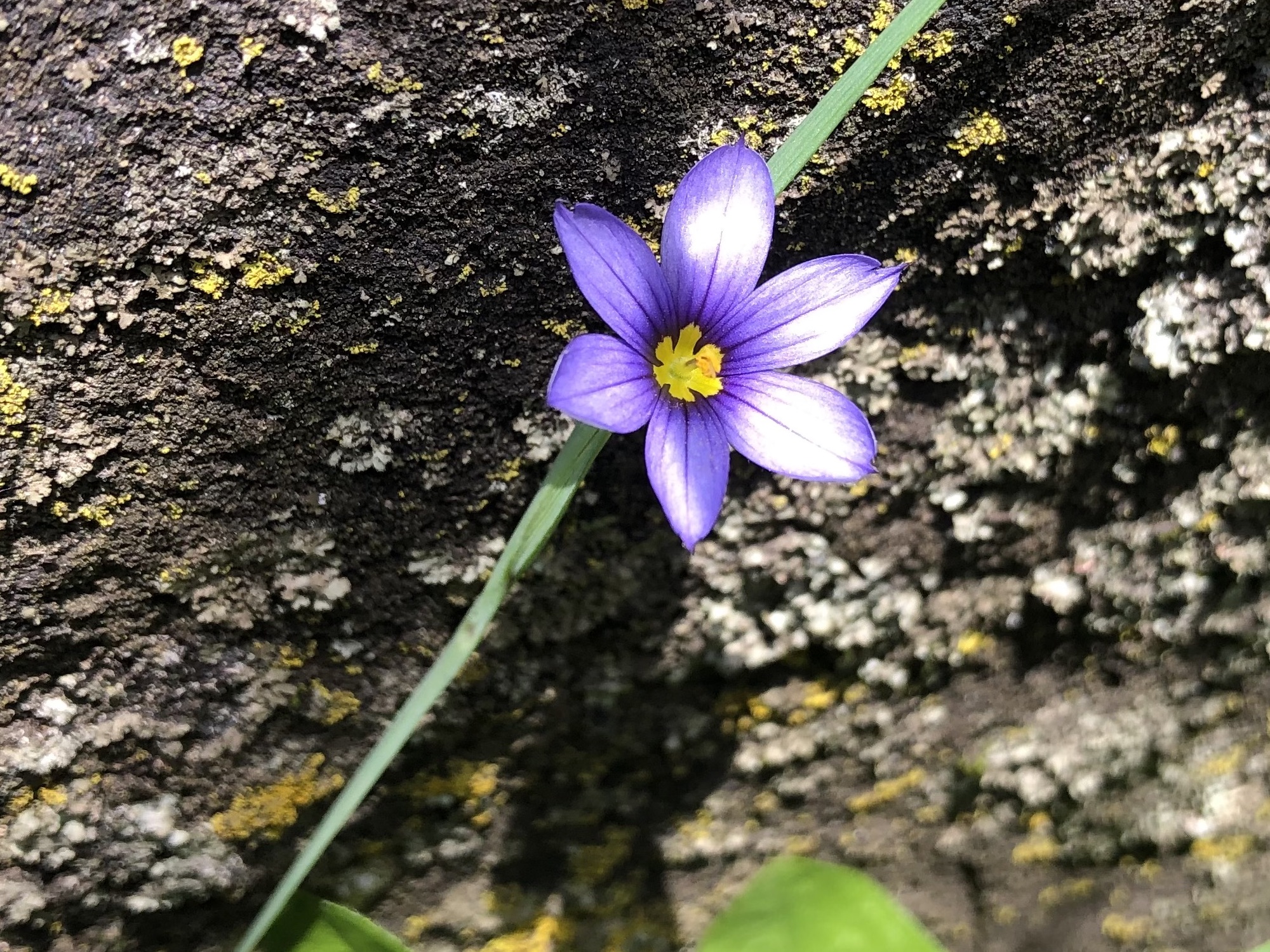 Blue-eyed Grass growing by stone wall  by UW Arbortetum Visitors Center in Madison, Wisconsin on May 30, 2022.