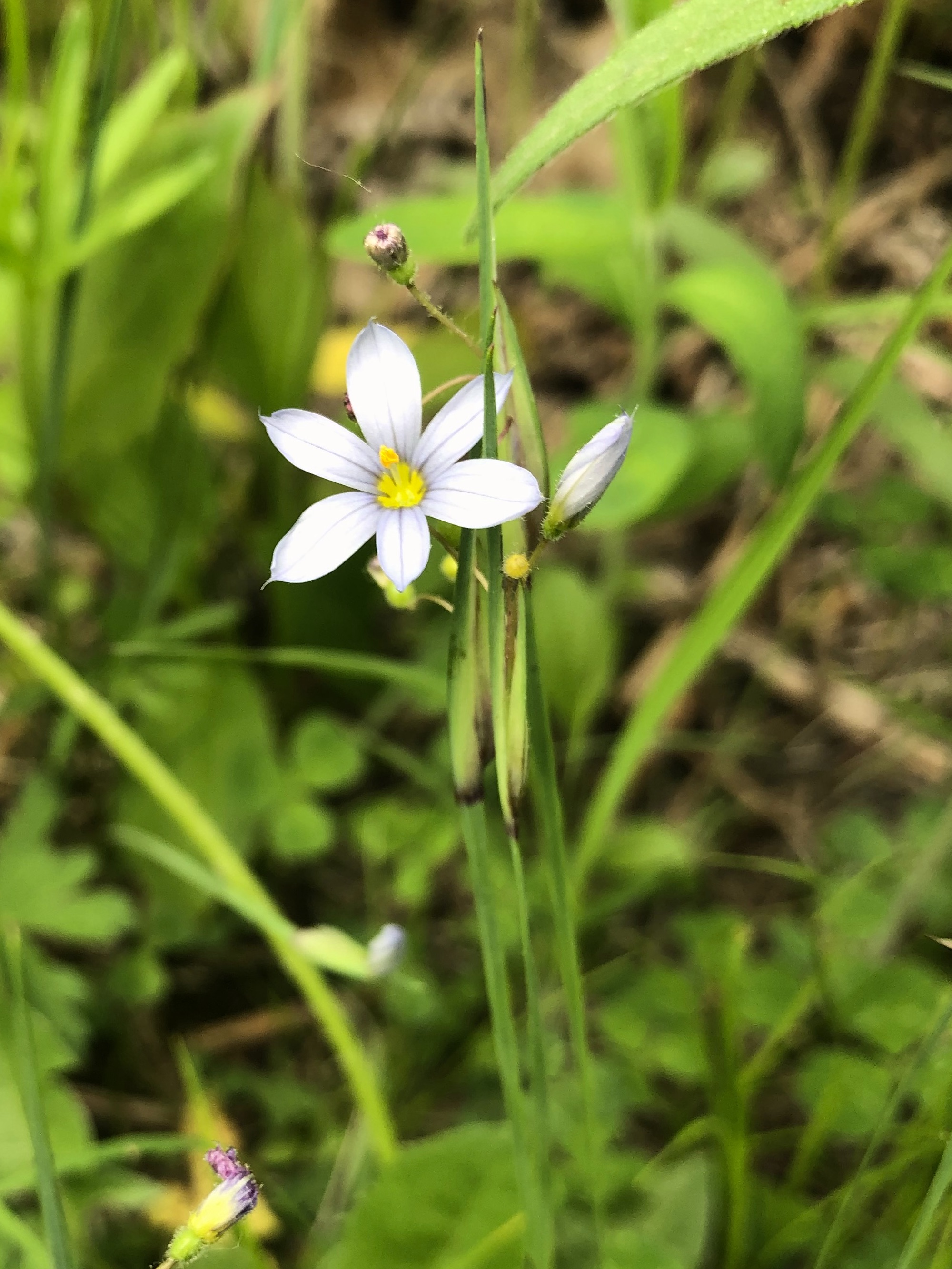Blue-eyed Grass in  UW Arbortetum-Madison Curtis Prairie in Madison, Wisconsin on May 30, 2022.