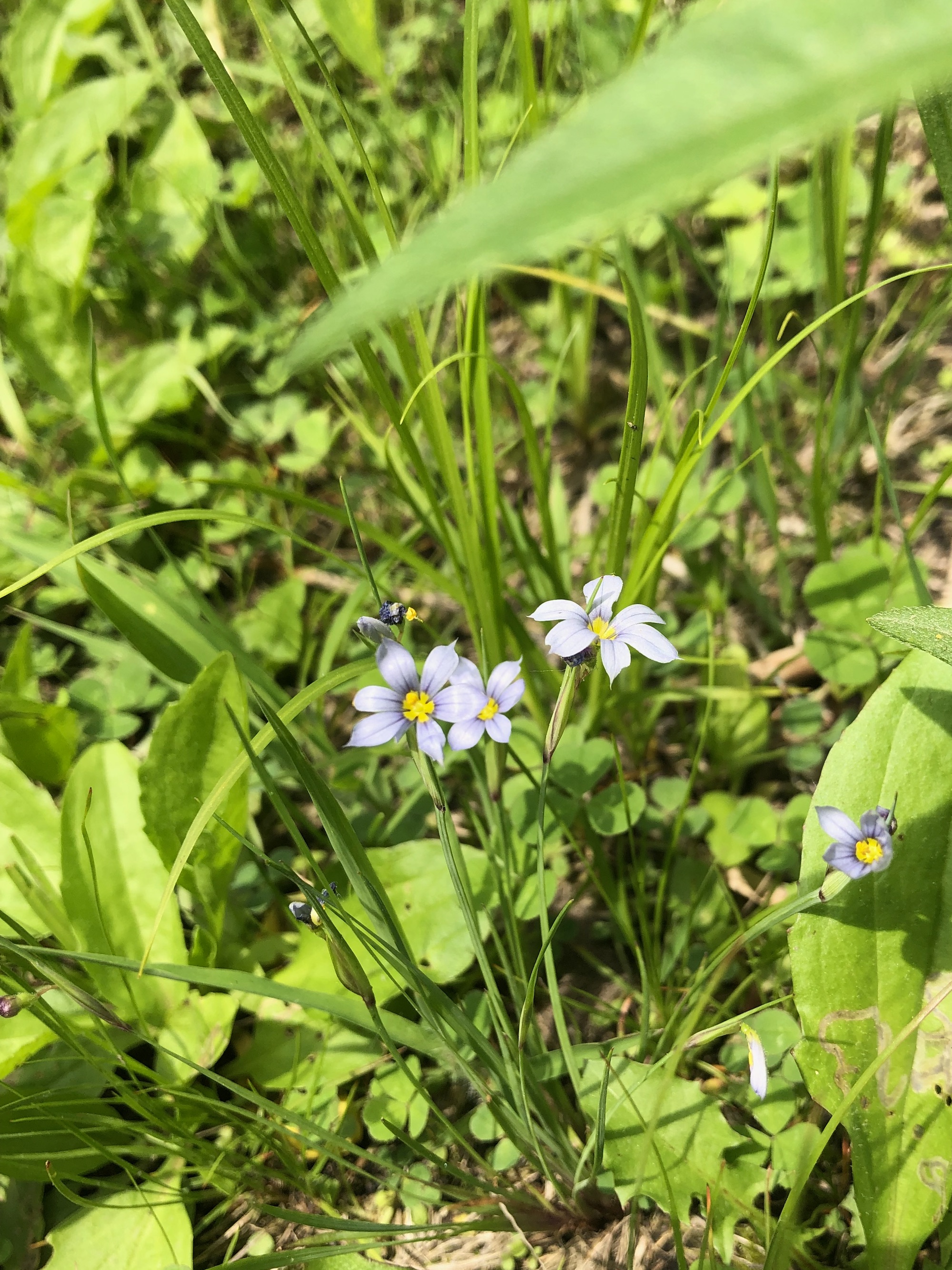 Blue-eyed Grass in UW Arbortetum-Madison Curtis Prairie in Madison, Wisconsin on May 30, 2022.