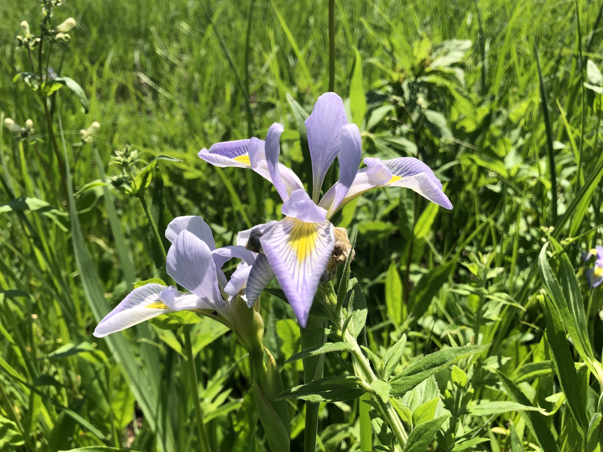 Blue Flag Iris in UW Arboretum Rain Garden June 4, 2021.