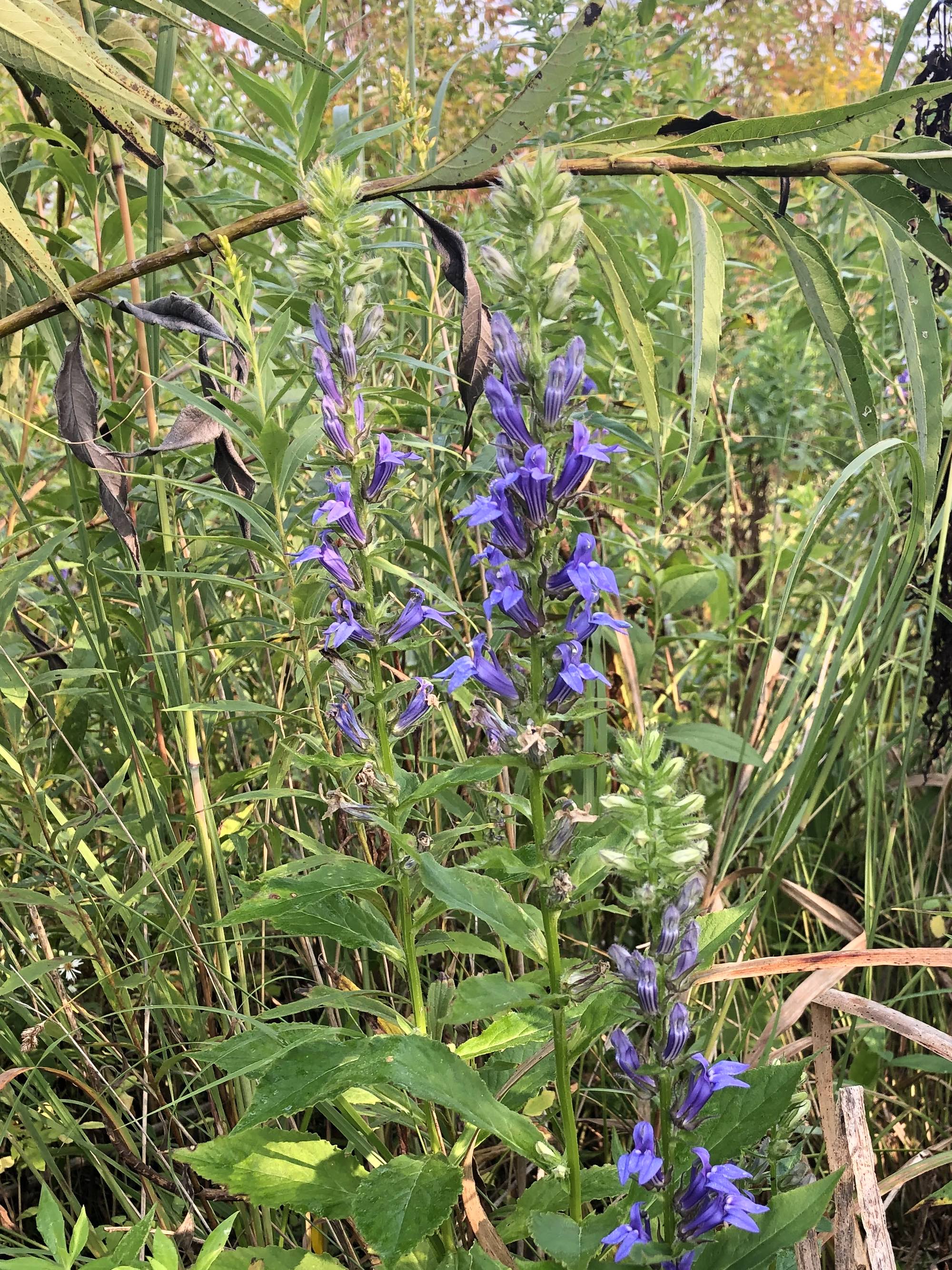 Blue Lobelia in UW Arborteum's Curtis Prairie in Madison, Wisconsin  on September 14, 2022.