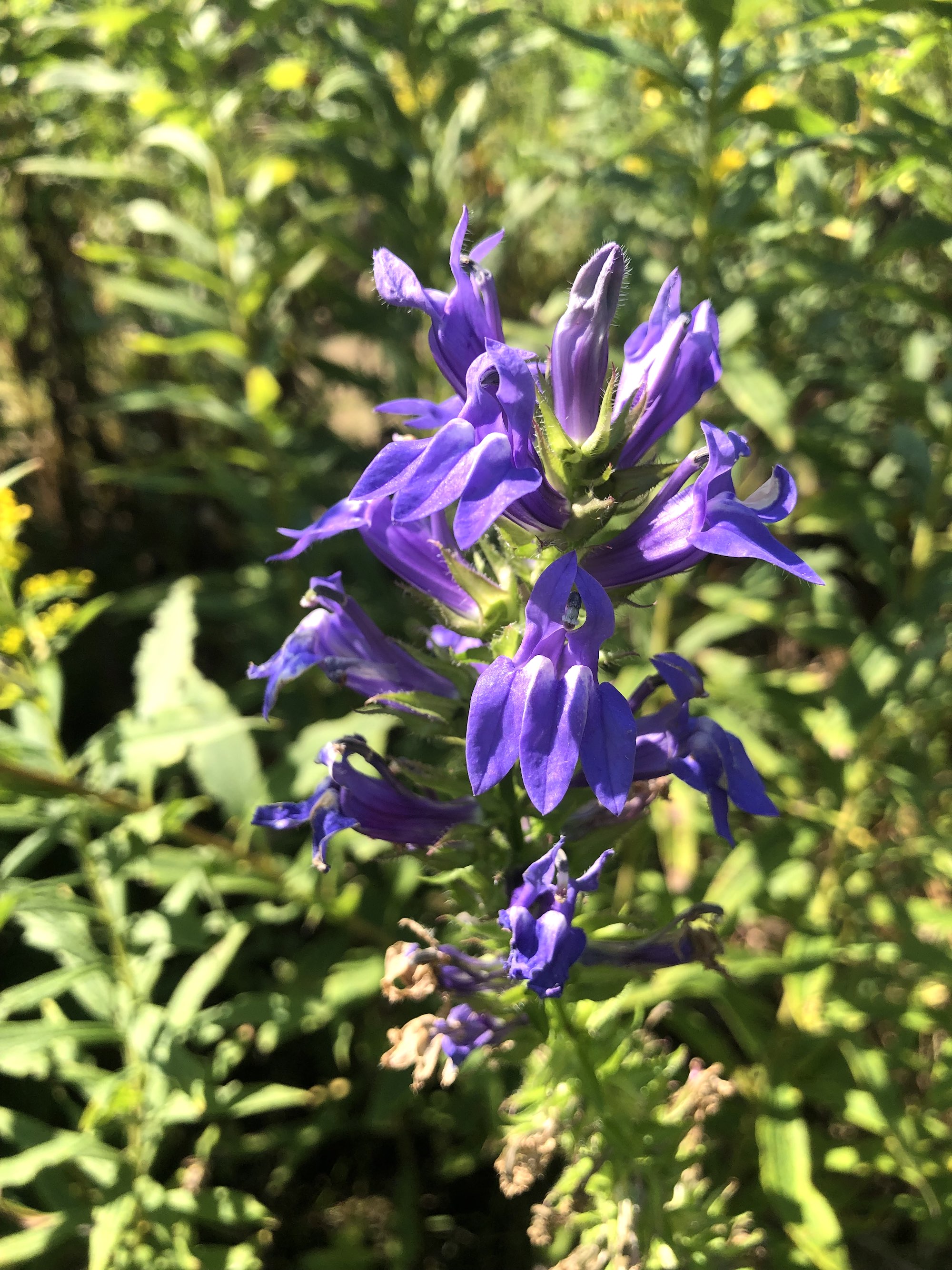 Blue Lobelia in UW Arboretum's Curtis Prairie in Madison, Wisconsin on September 9, 2022.