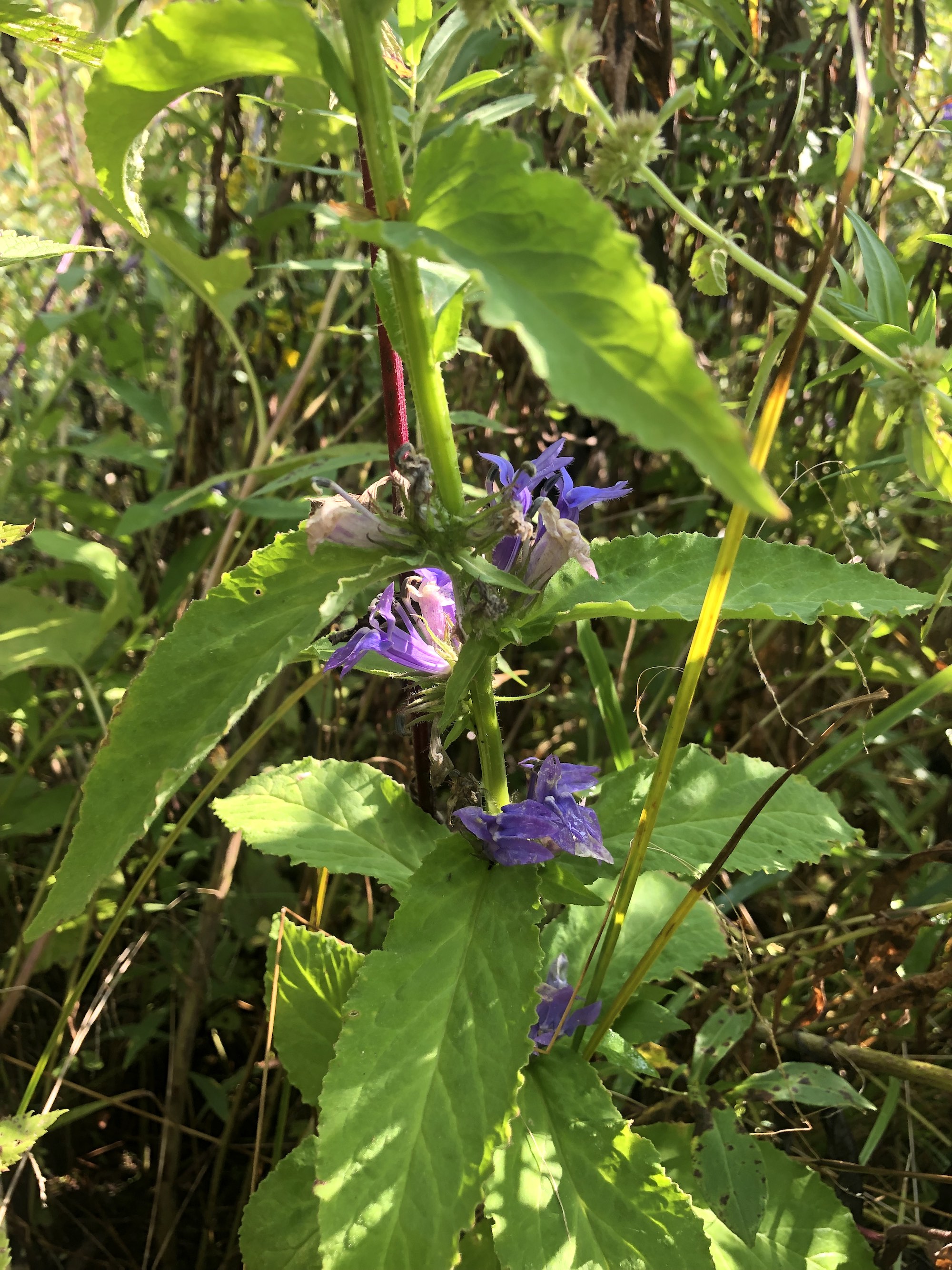 Blue Lobelia in UW Arboretum's Curtis Prairie in Madison, Wisconsin on September 13, 2022.