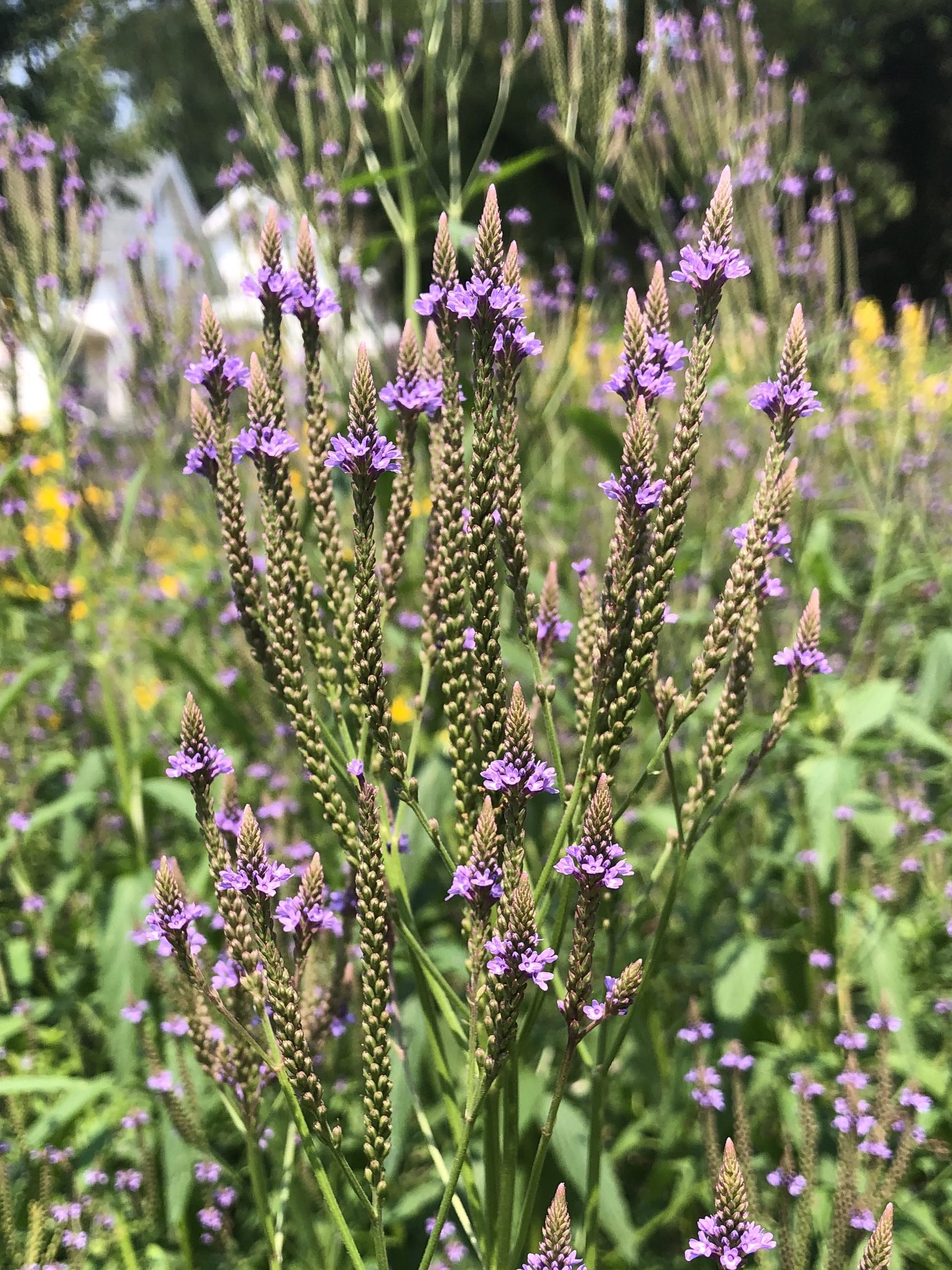 Blue Vervain along Gregory Street Bike Path in Madison, Wisconsin on August, 2021.