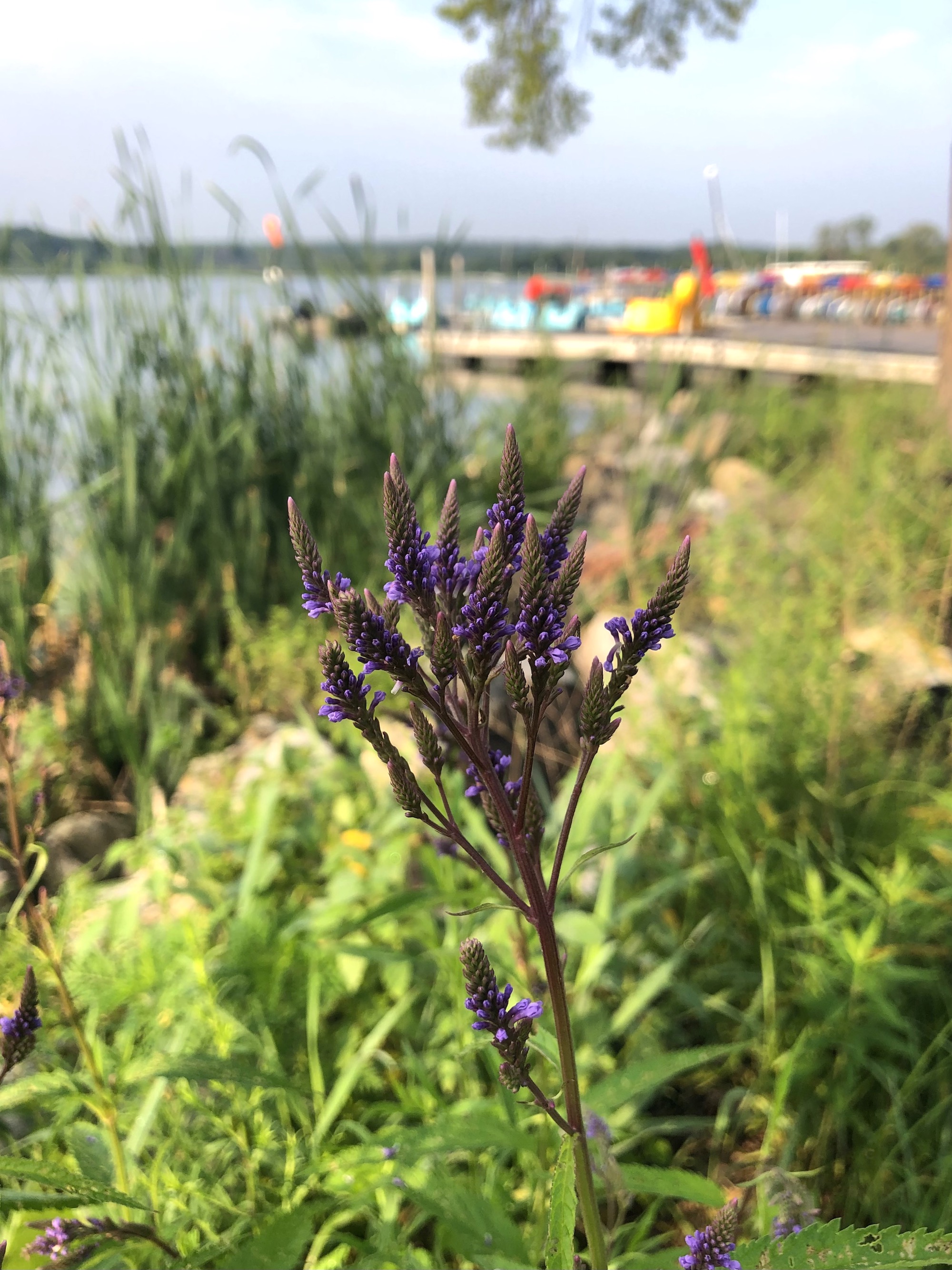 Blue Vervain along shore of Lake Wingra in Wingra Park on July 16, 2021.