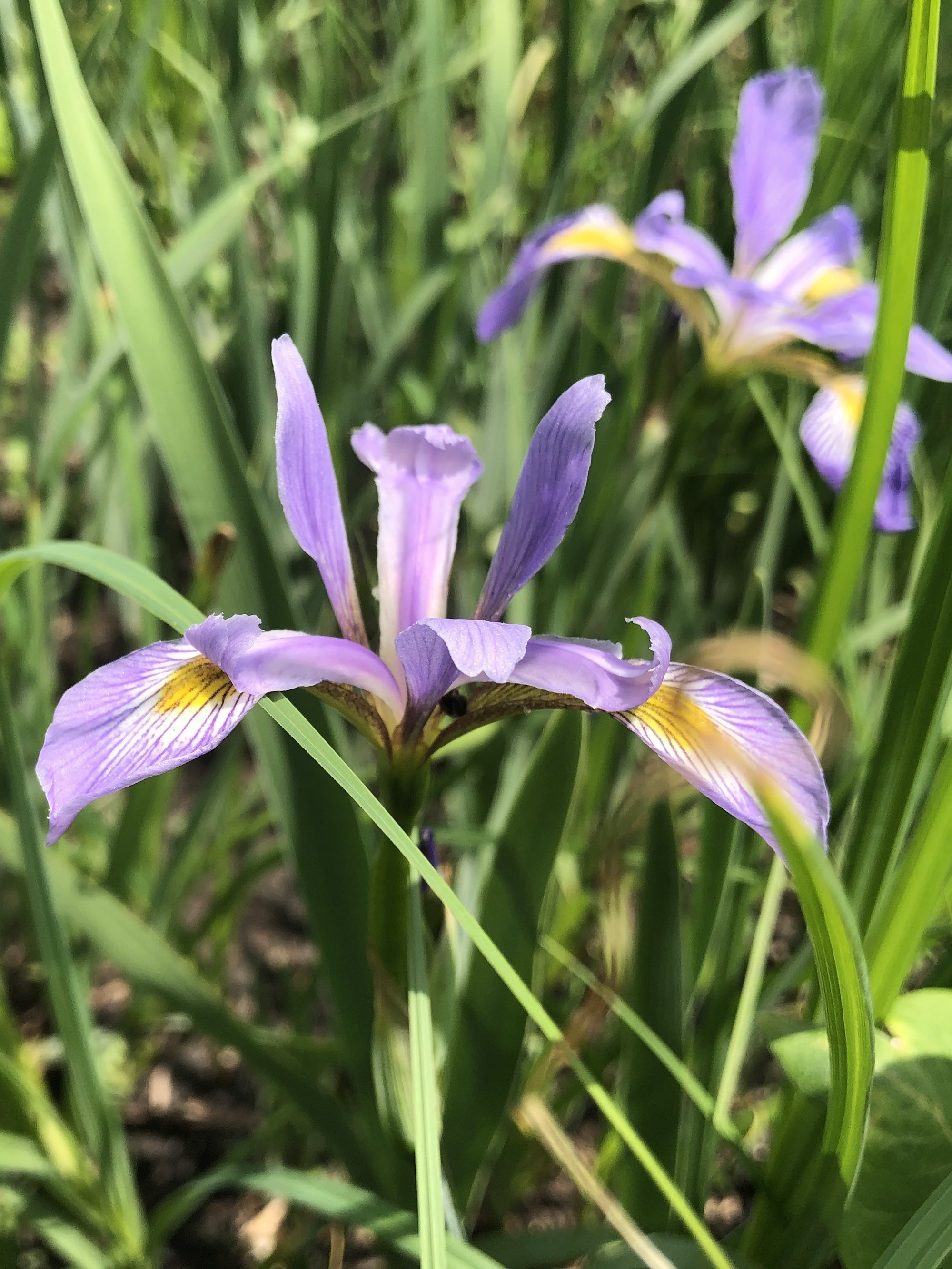 Blue Flag Iris in UW Arboretum Nature Garden on May 25, 2021.