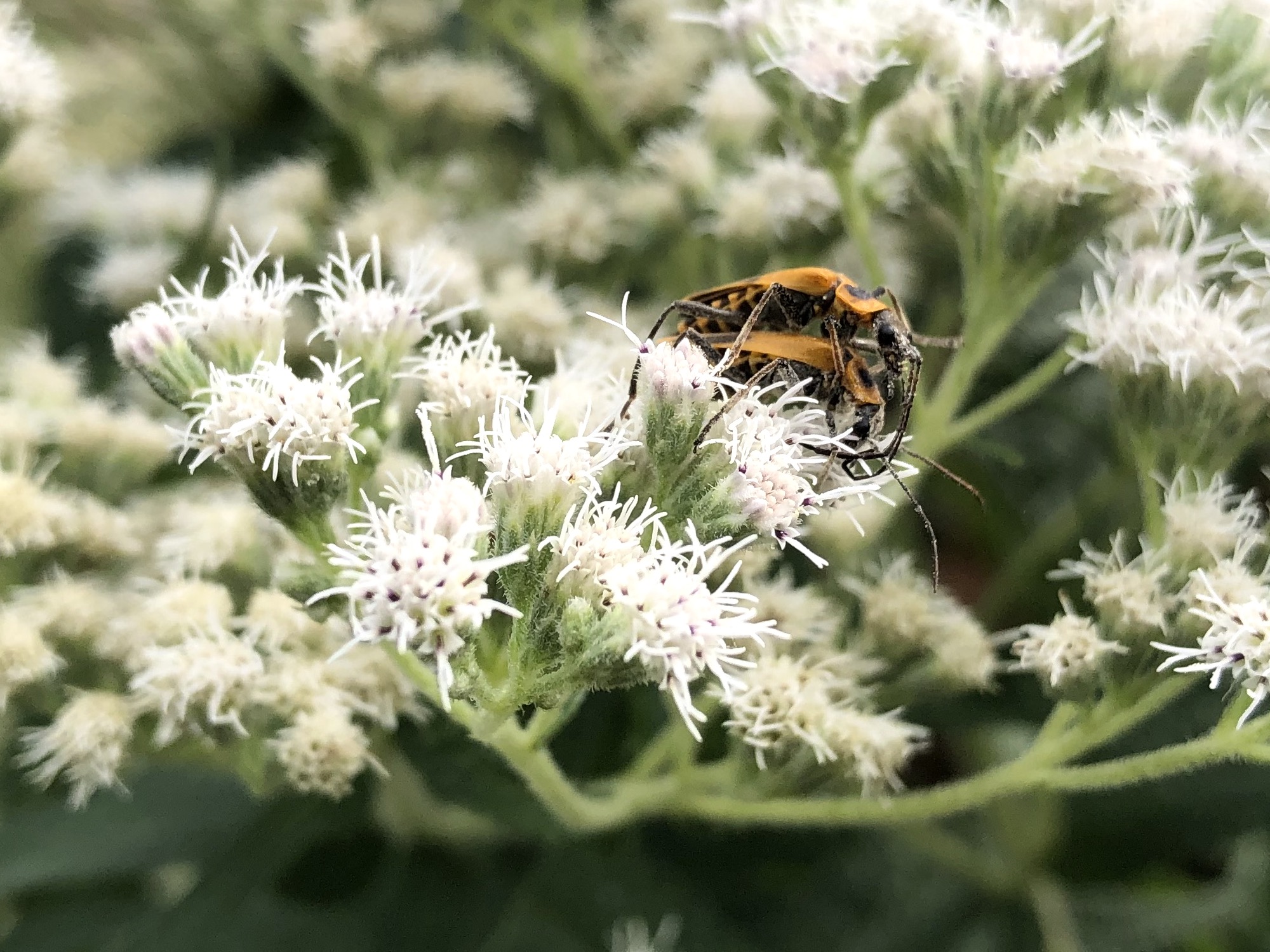 Common Boneset with Goldenrod Soldier Beetles near the stone entrance to the UW Arboretum on Seminole Road on September 2, 2021.
