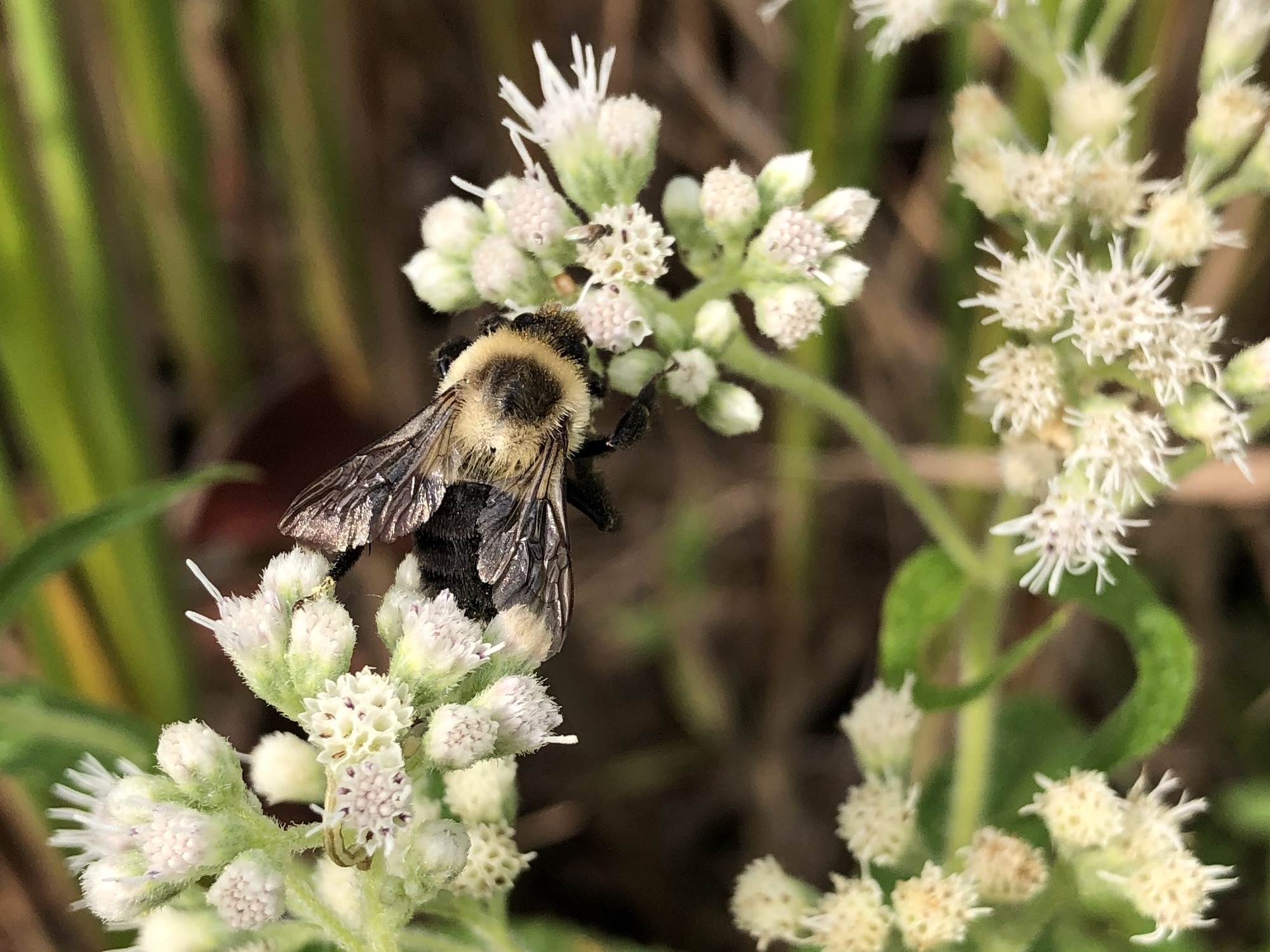 Bumblebee on Common Boneset along shore of Lake Wingra on Arboretum Drive in Madison, Wisconsin on September 2, 2021.