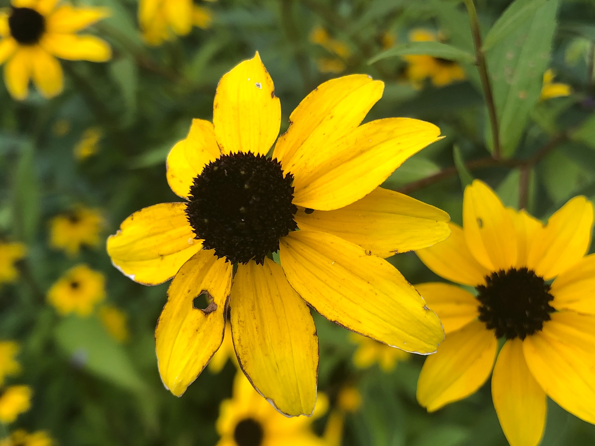 Brown-eyed Susan on banks of retaining pond in Madison, Wisconsin on August 11, 2019.