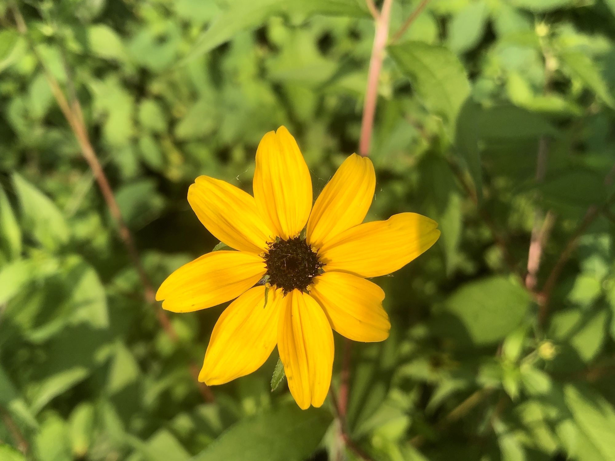 Brown-eyed Susan on banks of retaining pond in Madison, Wisconsin on July 24, 2019.