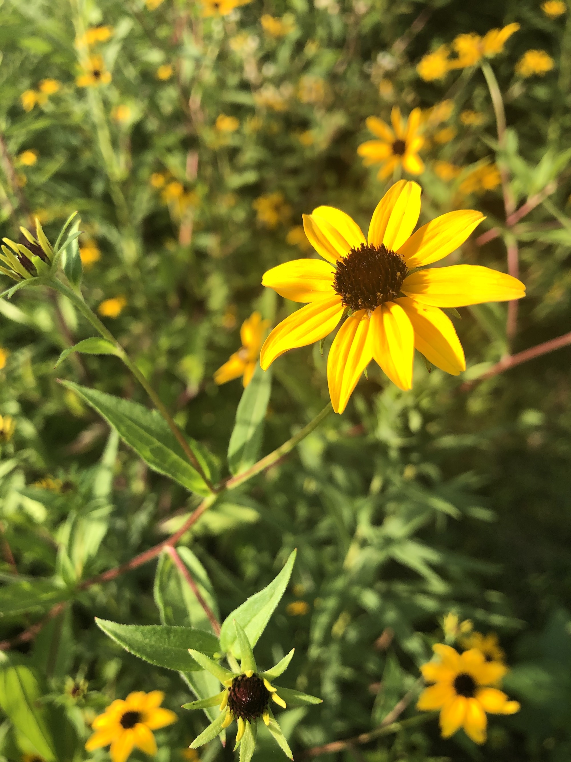 Brown-eyed Susan on bank of retaining pond in Madison, Wisconsin on July 26, 2020.