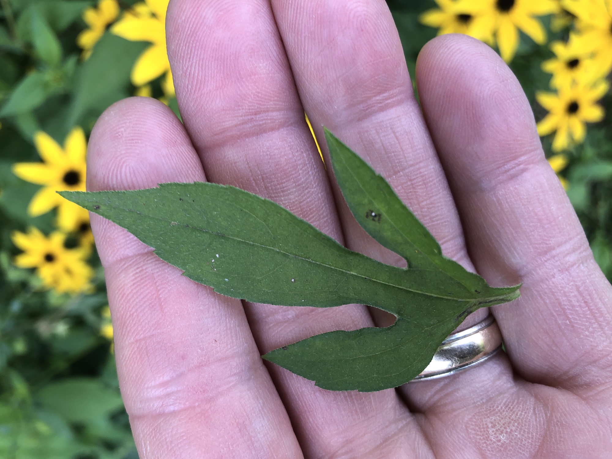 Brown-eyed Susan leaf on banks of Marion Dunn Pond in Madison, Wisconsin on July 25, 2019.