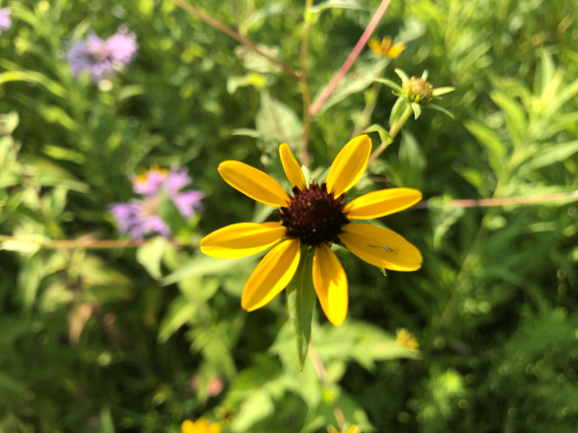 Brown-eyed Susan on banks of retaining pond in Madison, Wisconsin on July 28, 2019.