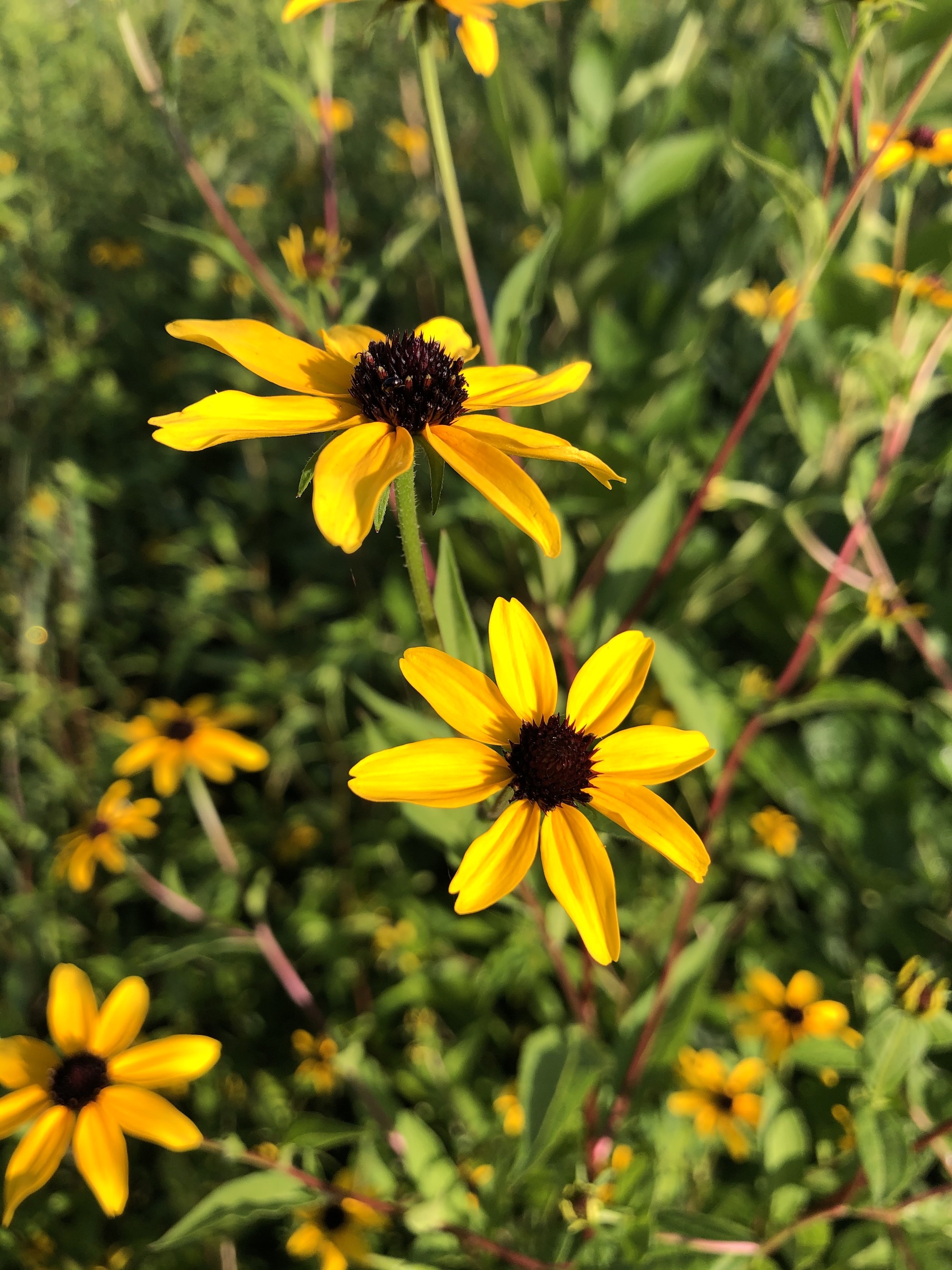 Brown-eyed Susan on bank of retaining pond in Madison, Wisconsin on July 31, 2020.