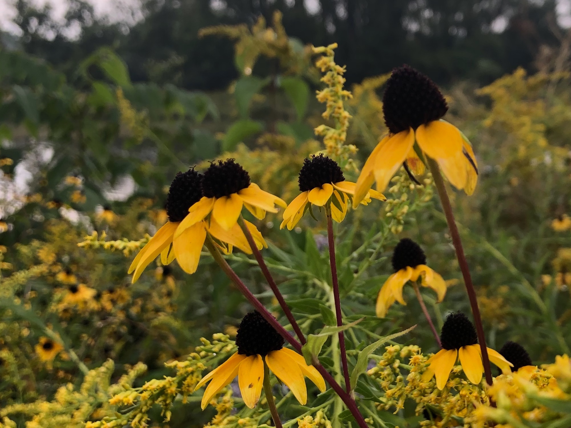 Brown-eyed Susan on bank of retaining pond in Madison, Wisconsin on July 29, 2020.