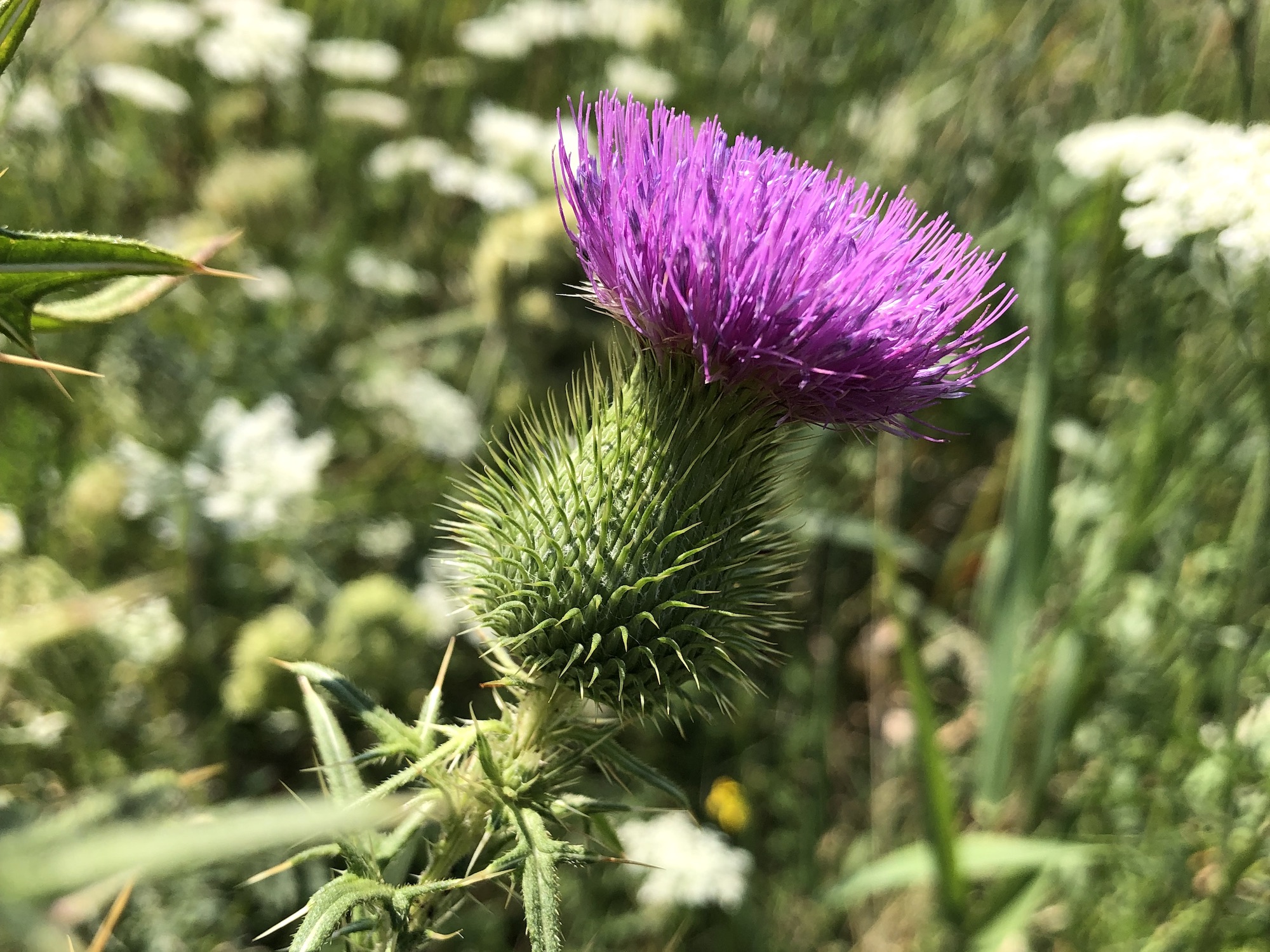 Bull Thistle stalk and leaves growing in field near the Westside Community Farmer's Market on University Row in  Madison, Wisconsin on August 2, 2022.
