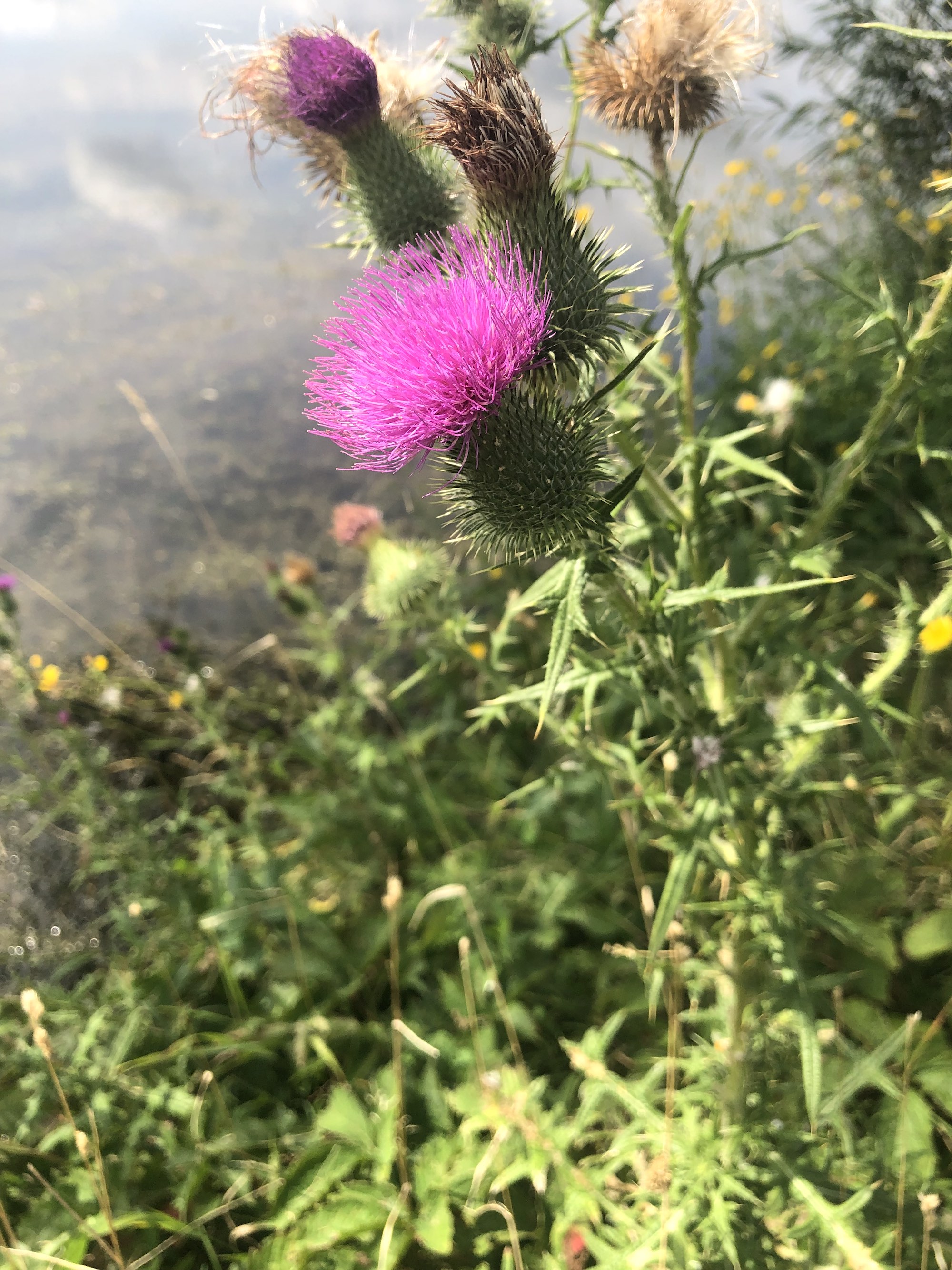 Bull Thistle along shore of Lake Wingra in Vilas Park in Madison, Wisconsin on August 15, 2022.