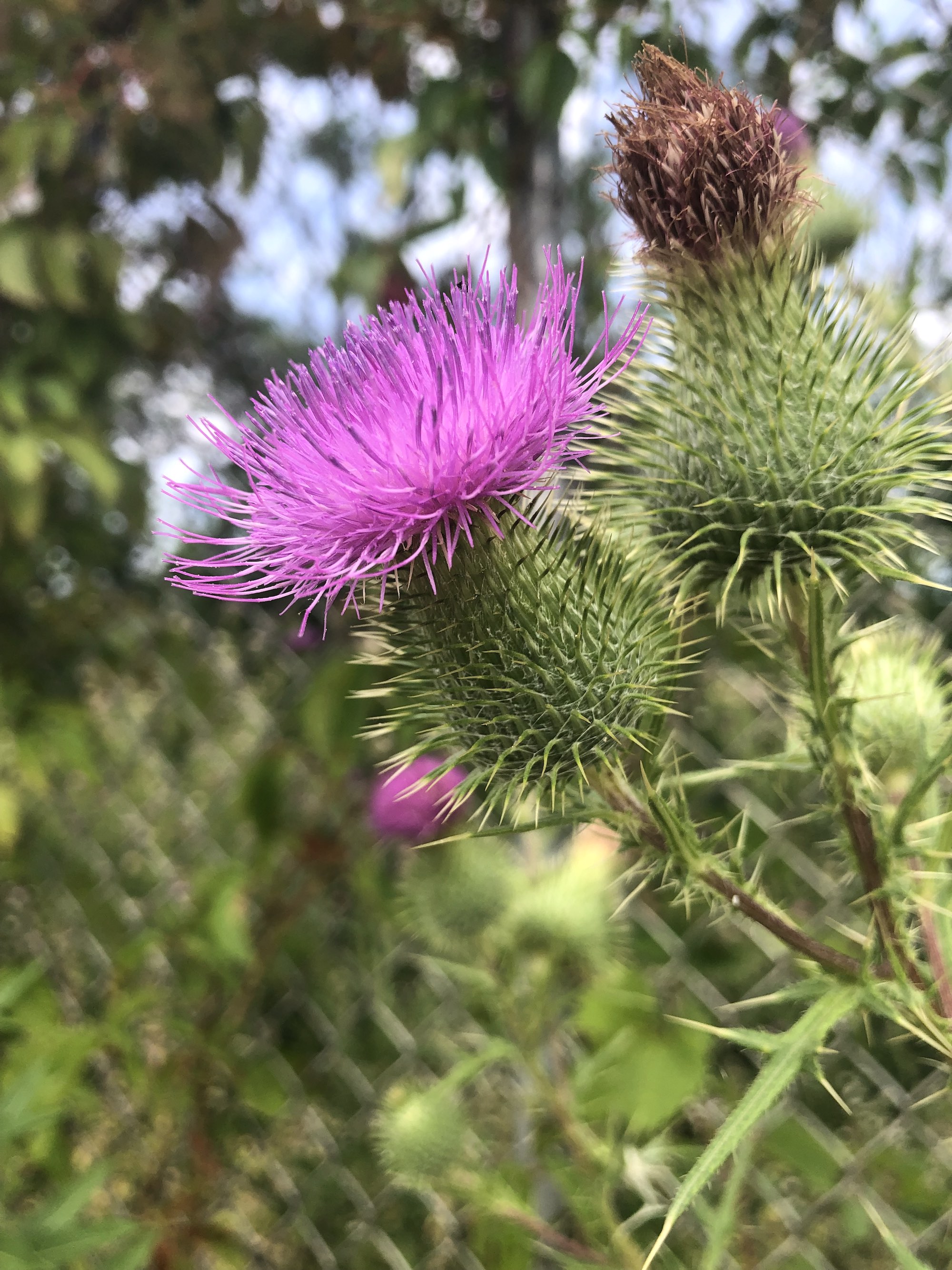 Bull Thistle along shore of Lake Wingra in Vilas Park in Madison, Wisconsin on August 15, 2022.