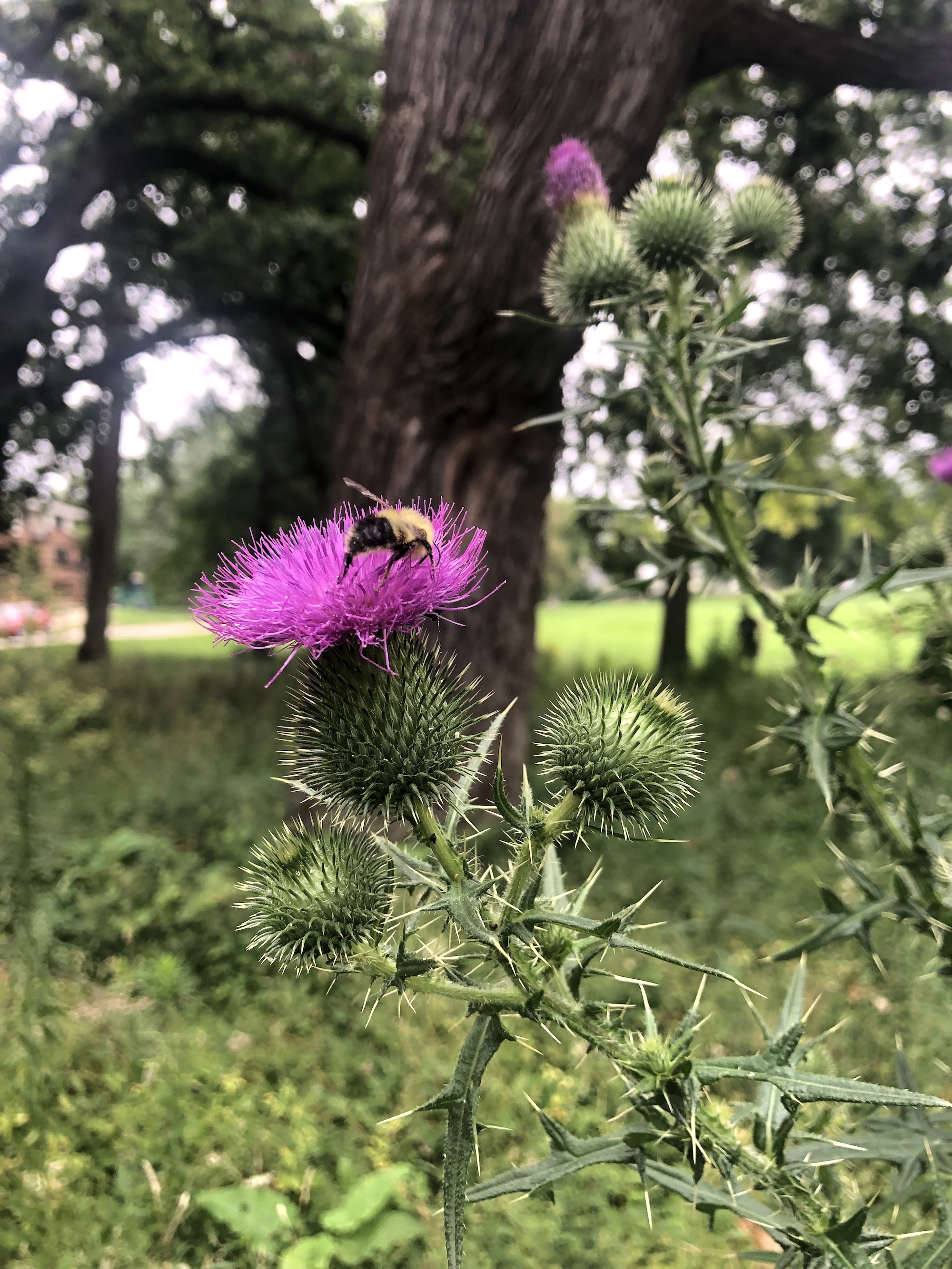 Bee on Bull Thistle in Wingra Park in Madison, Wisconsin on August 13, 2022.