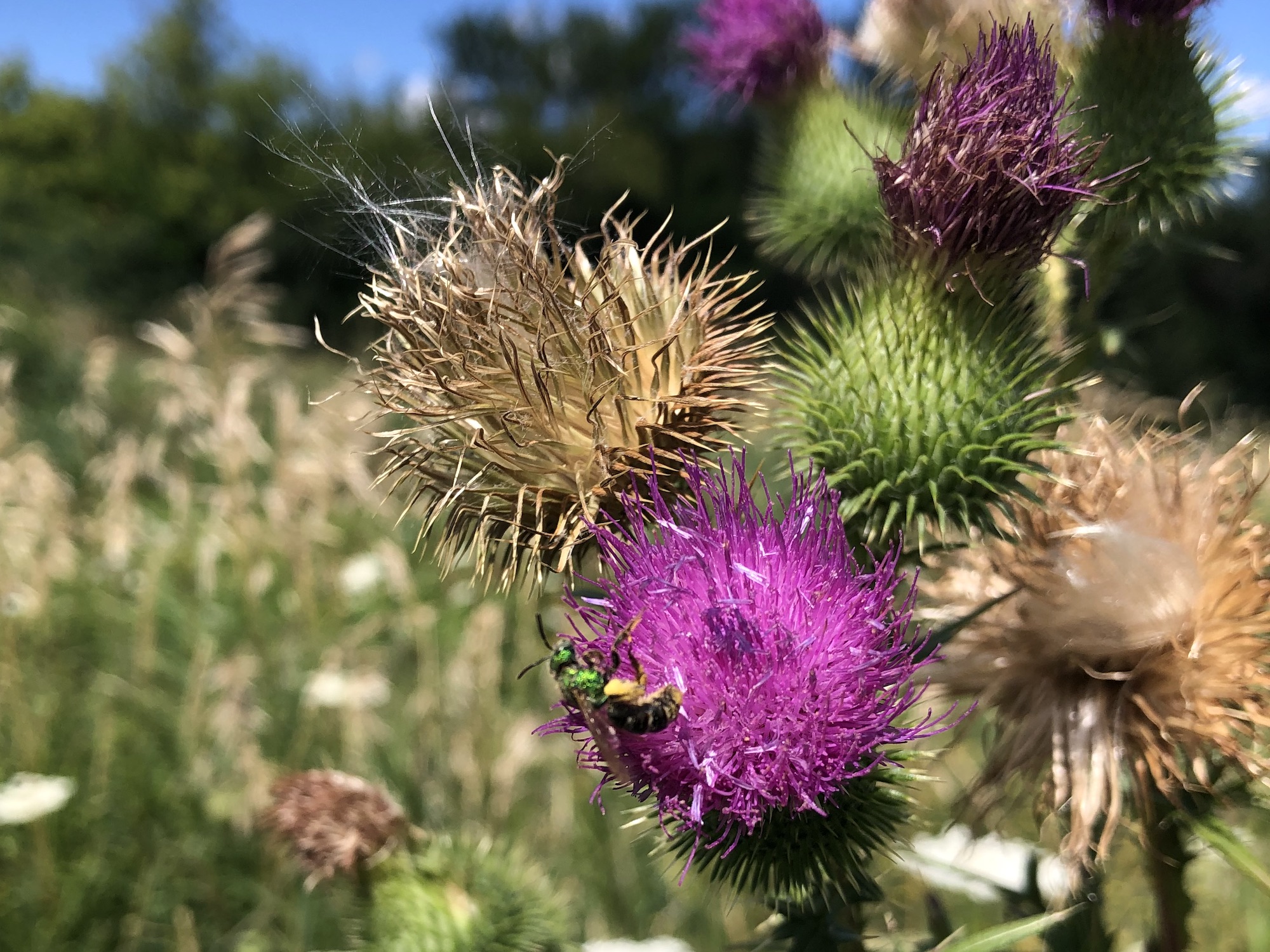 Sweat bee on Bull Thistle in field near the Westside Community Farmer's Market on University Row in Madison, Wisconsin on July 30, 2022.