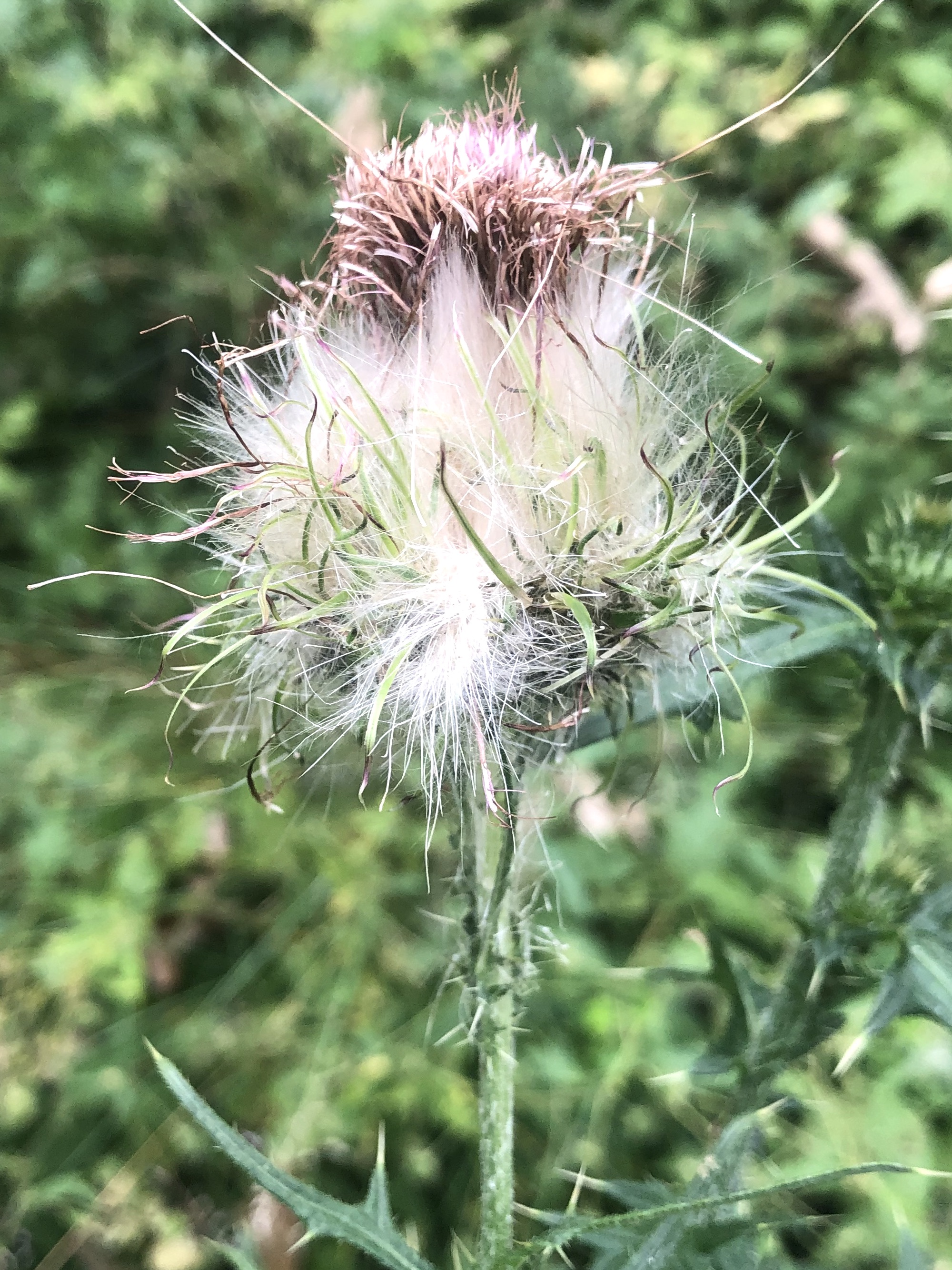 Bull Thistle seed fluff in Wingra Park in Madison, Wisconsin on August 13, 2022.