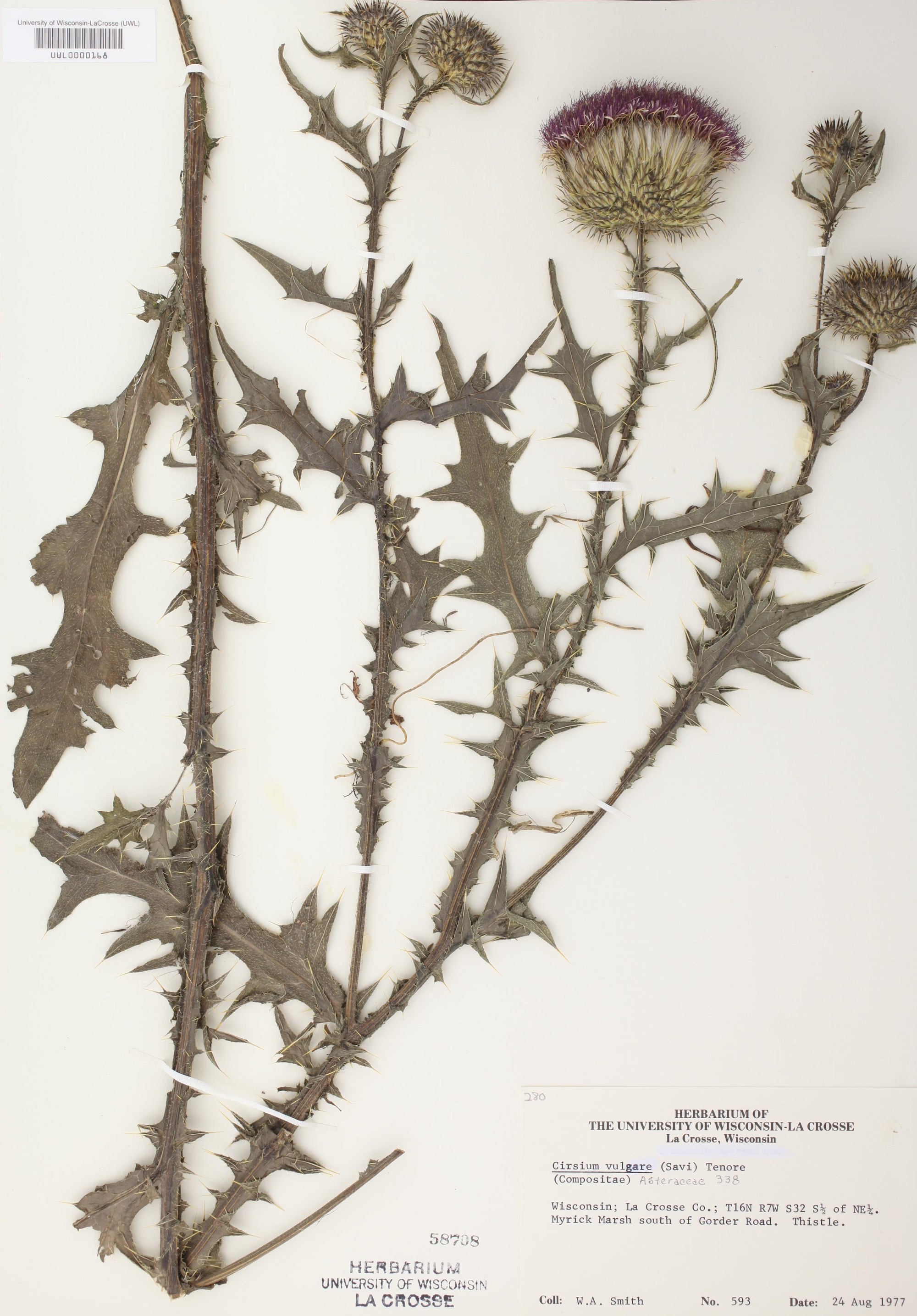 Bull Thistle specimen collected in La Crosse County, Wisconsin on August 24, 1977.