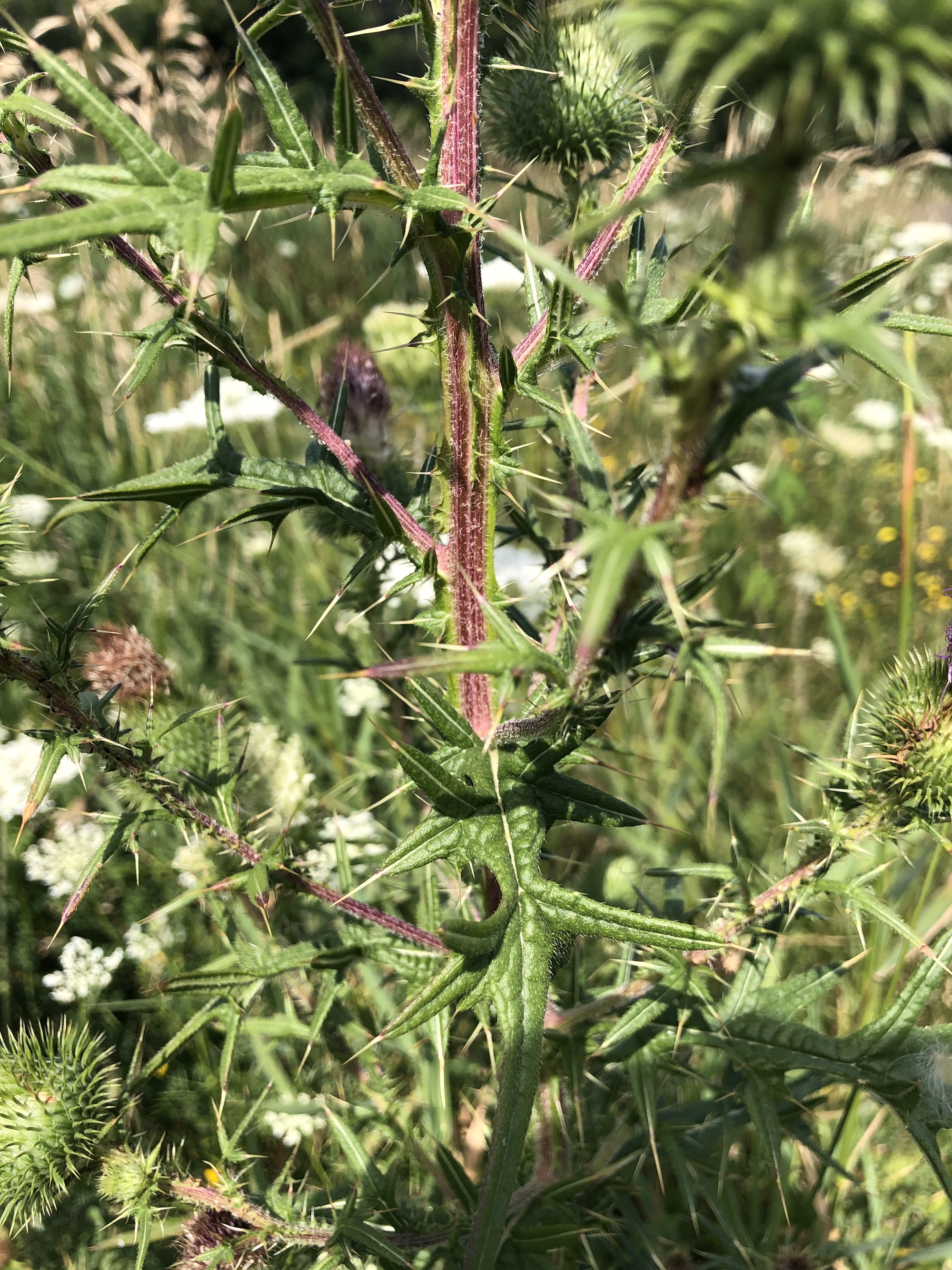 Bull Thistle stalk and leaves growing in field near the Westside Community Farmer's Market on University Row in Madison, Wisconsin on July 30, 2022.