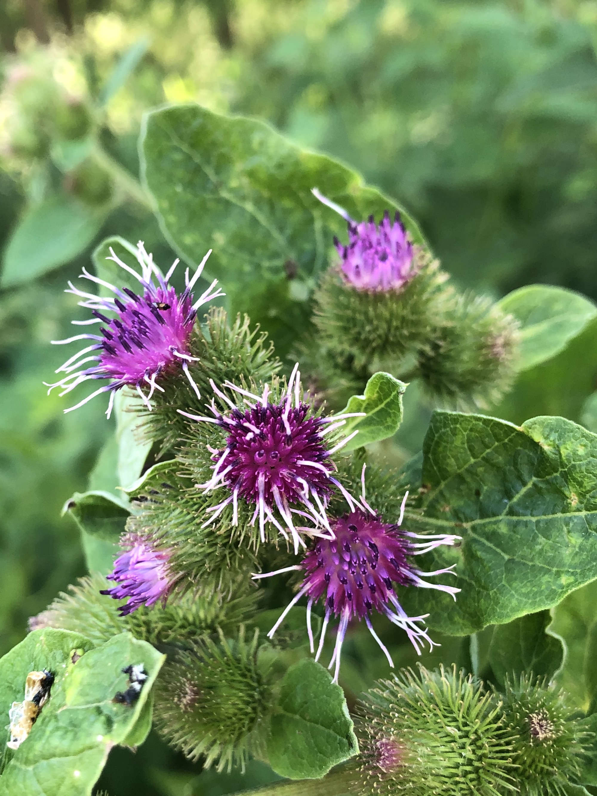 Burdock at edge of woods near  Marion Dunn Pond on July 23, 2022.