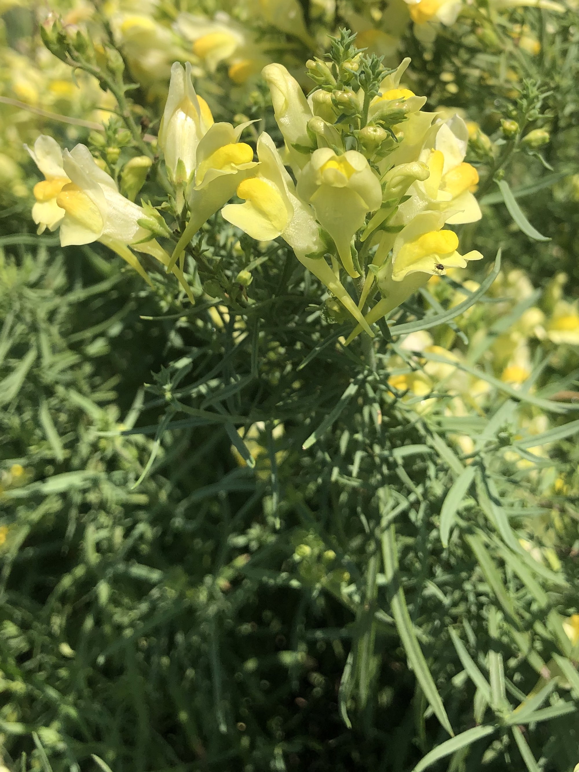 Yellow toadflax also known as Butter-and-eggs in the Prairie Moraine Dog Park in Verona, Wisconsin on July 29, 2023.