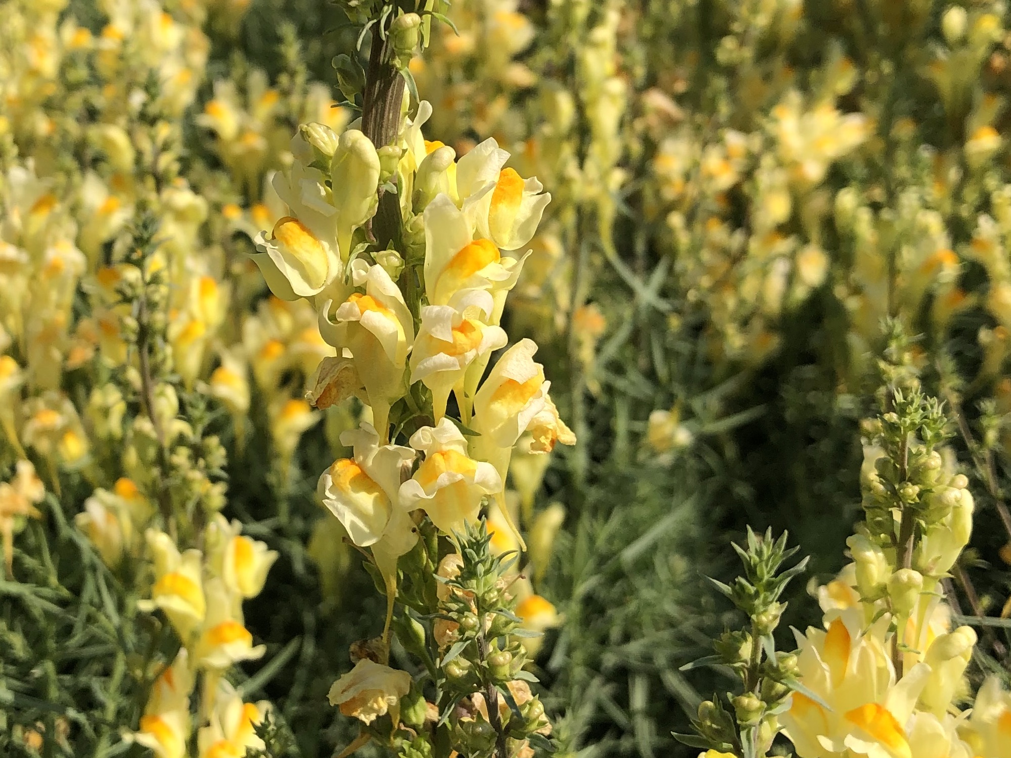 Yellow toadflax (Butter-and-eggs).