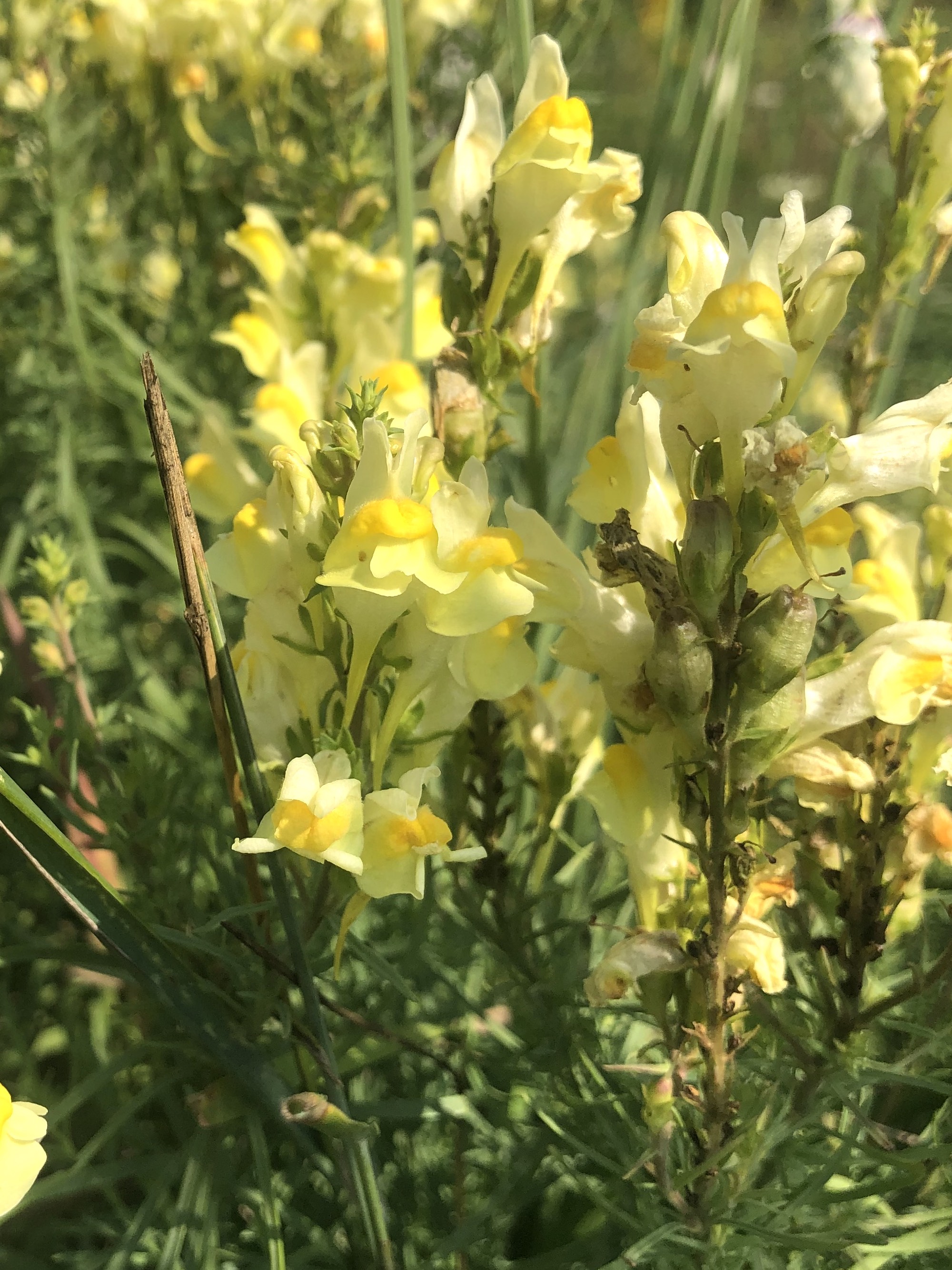 Yellow toadflax in the Prairie Moraine Dog Park in Verona, Wisconsin on August 1, 2023.