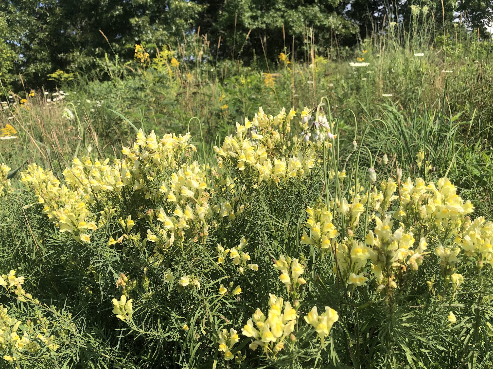 Yellow toadflax in the Prairie Moraine Dog Park in Verona, Wisconsin on August 1, 2023.