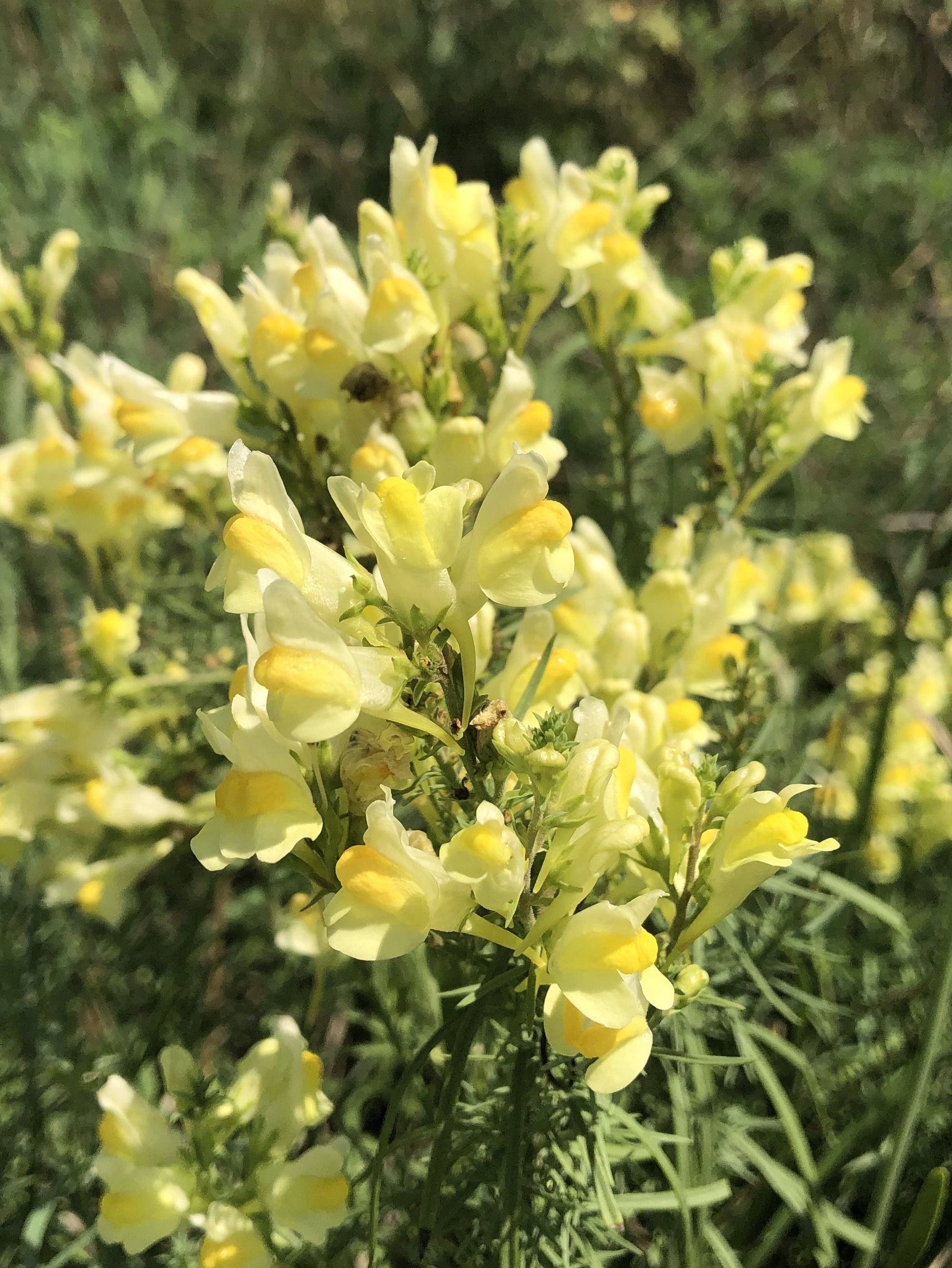 Yellow toadflax also known as Butter-and-eggs in the Prairie Moraine Dog Park in Verona, Wisconsin on July 29, 2023.
