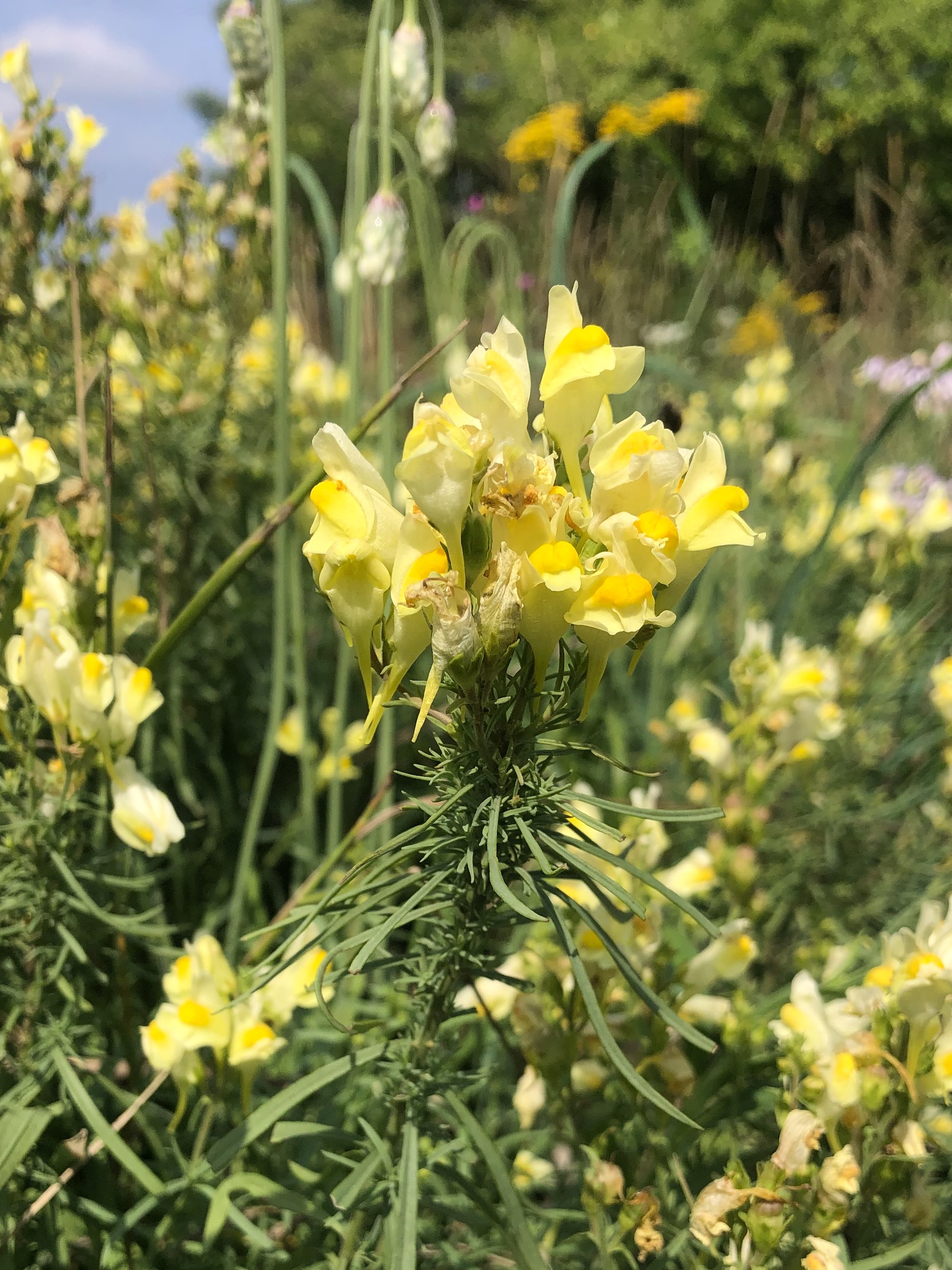 Yellow toadflax in the Prairie Moraine Dog Park in Verona, Wisconsin on August 3, 2023.