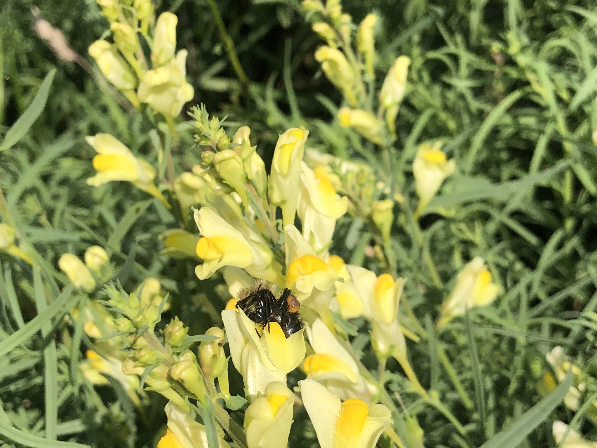Bee diving deep into Yellow toadflax in the Prairie Moraine Dog Park in Verona, Wisconsin on August 3, 2023.