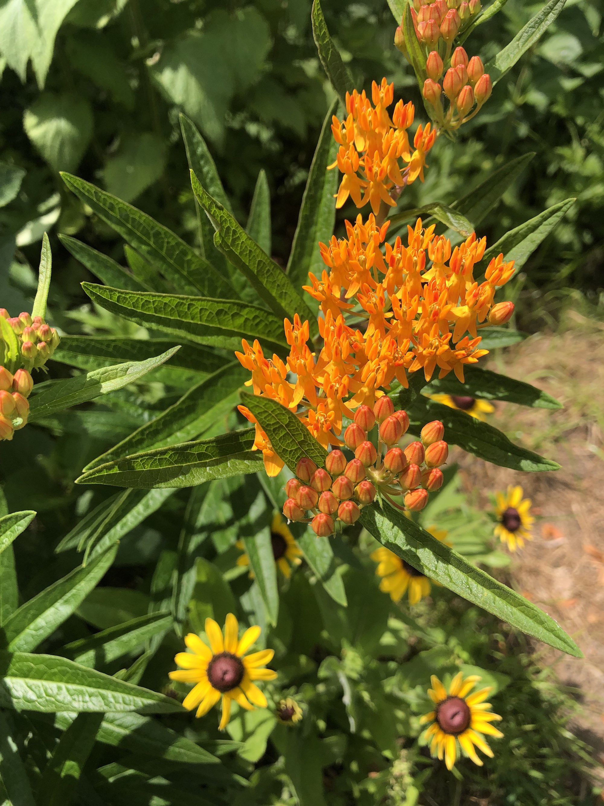 Butterfly Milkweed in Thoreau Rain Garden in Madison, Wisconsin on  June 22, 2021.