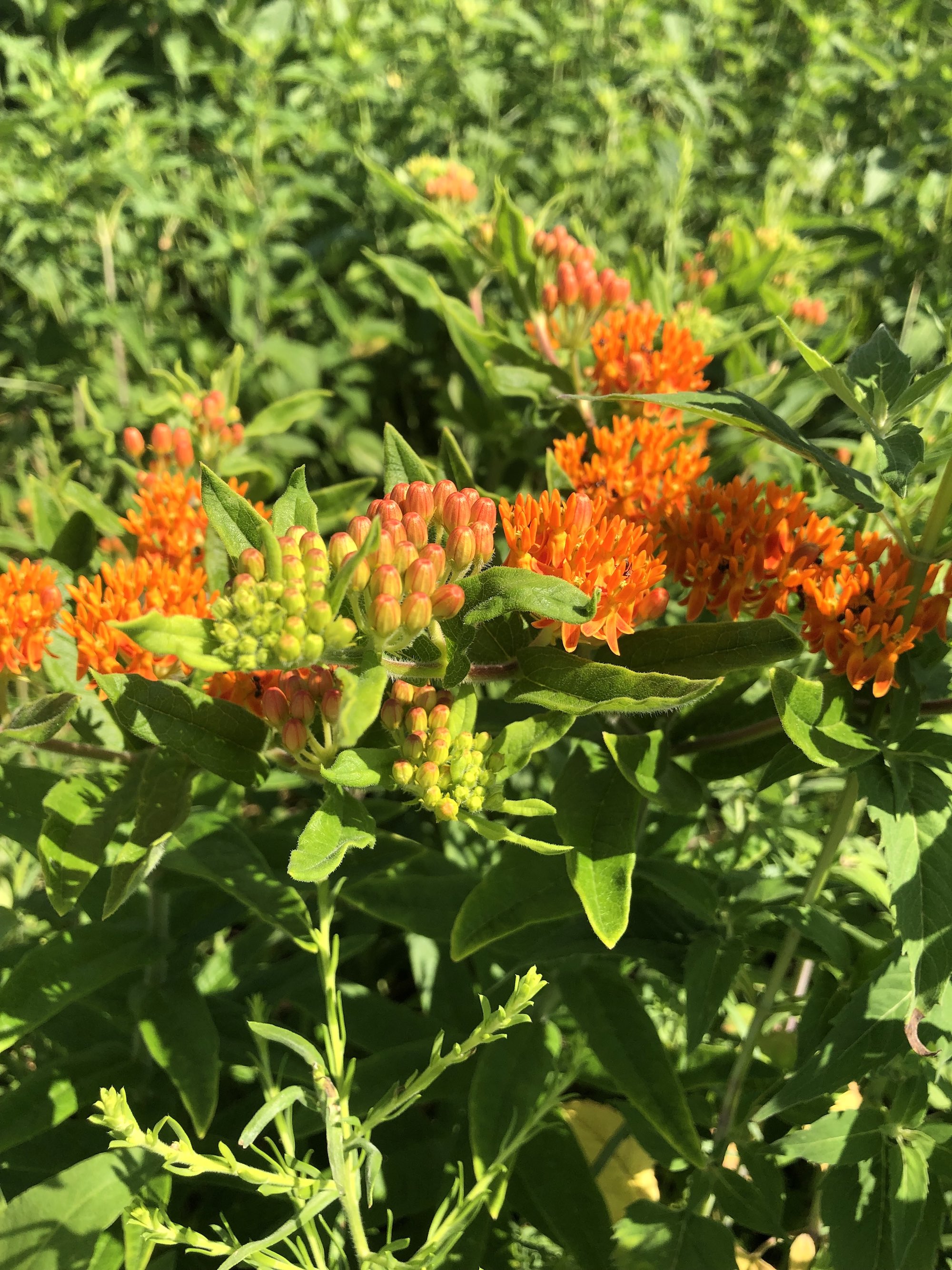 Butterfly Milkweed in UW Arboretum near Visitors Center in Madison, Wisconsin on June 16, 2021.