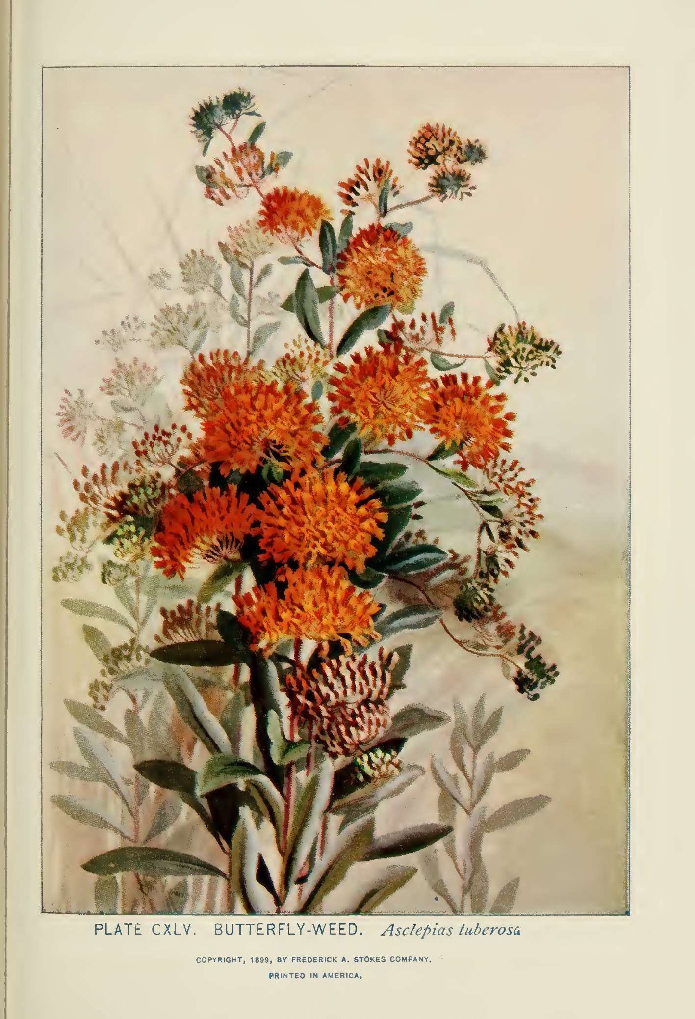  Butterfly-Weed  (Asclepias tuberosa) illustration by Alice Lounsberry circa 1899.