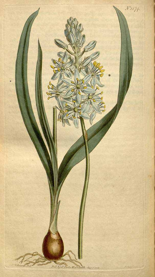 Wild Hyacinth botanical illustration circa 1813.