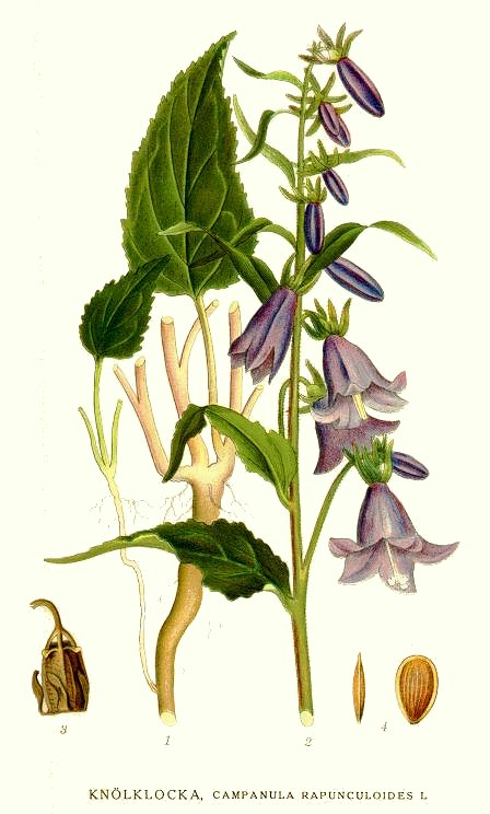 Creeping Bellflower botanical illustration circa 1917-1926.