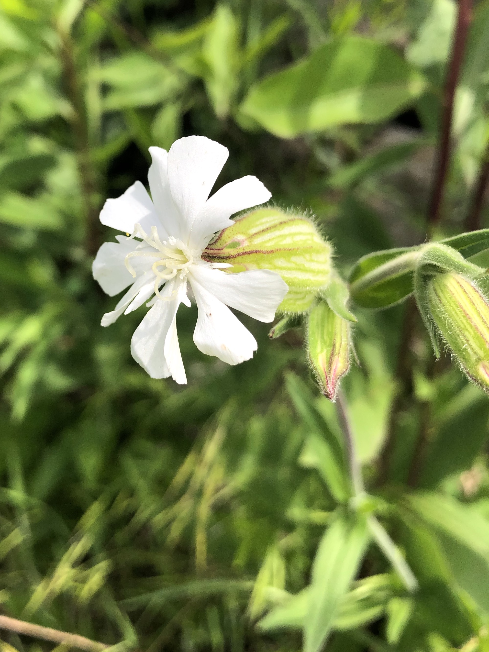 White Campion in UW Arboretum near Visitor Center in Madison, Wisconsin on May 31, 2021.