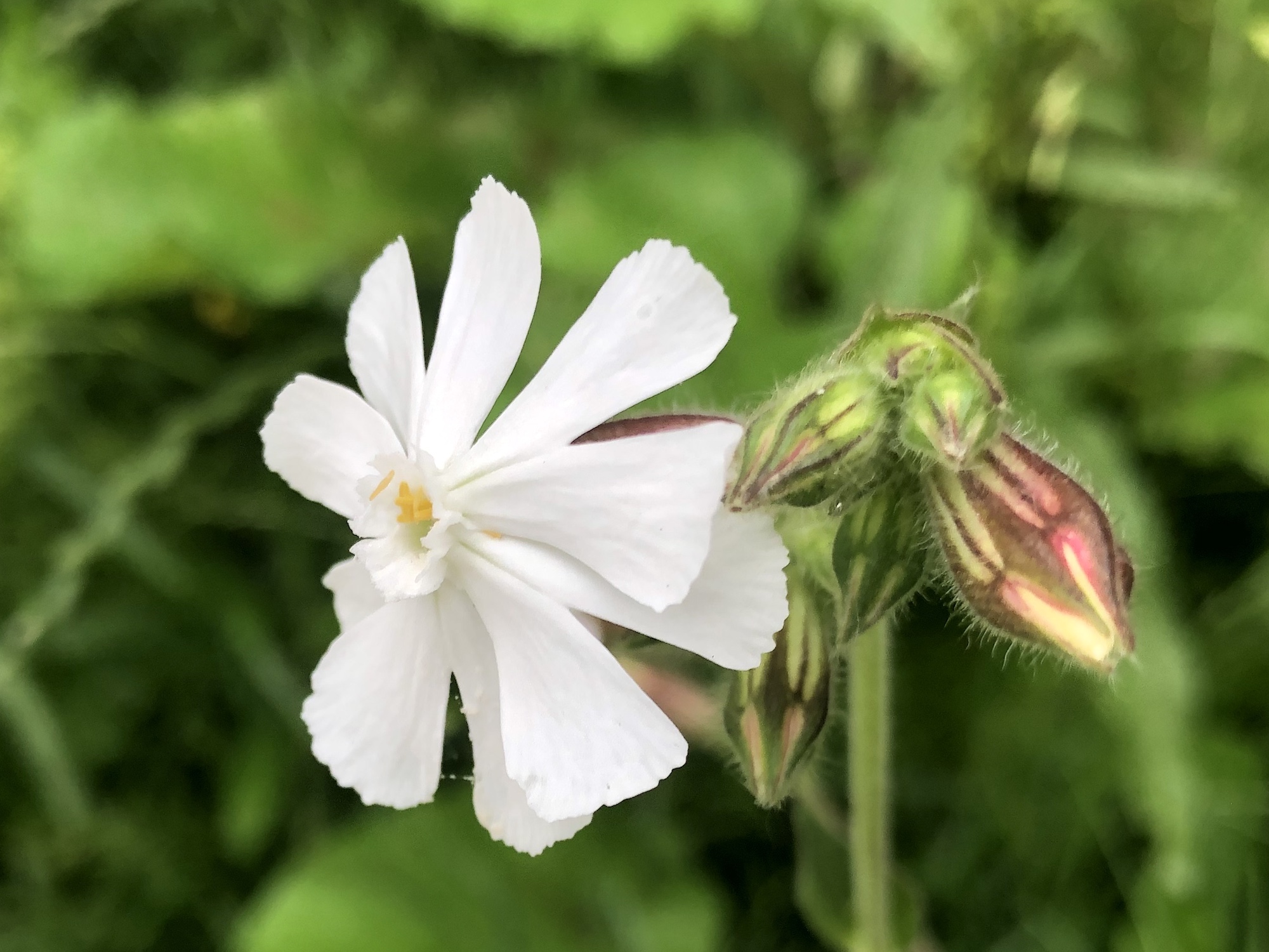 White Campion by Marion Dunn Pond on June 24, 2019.
